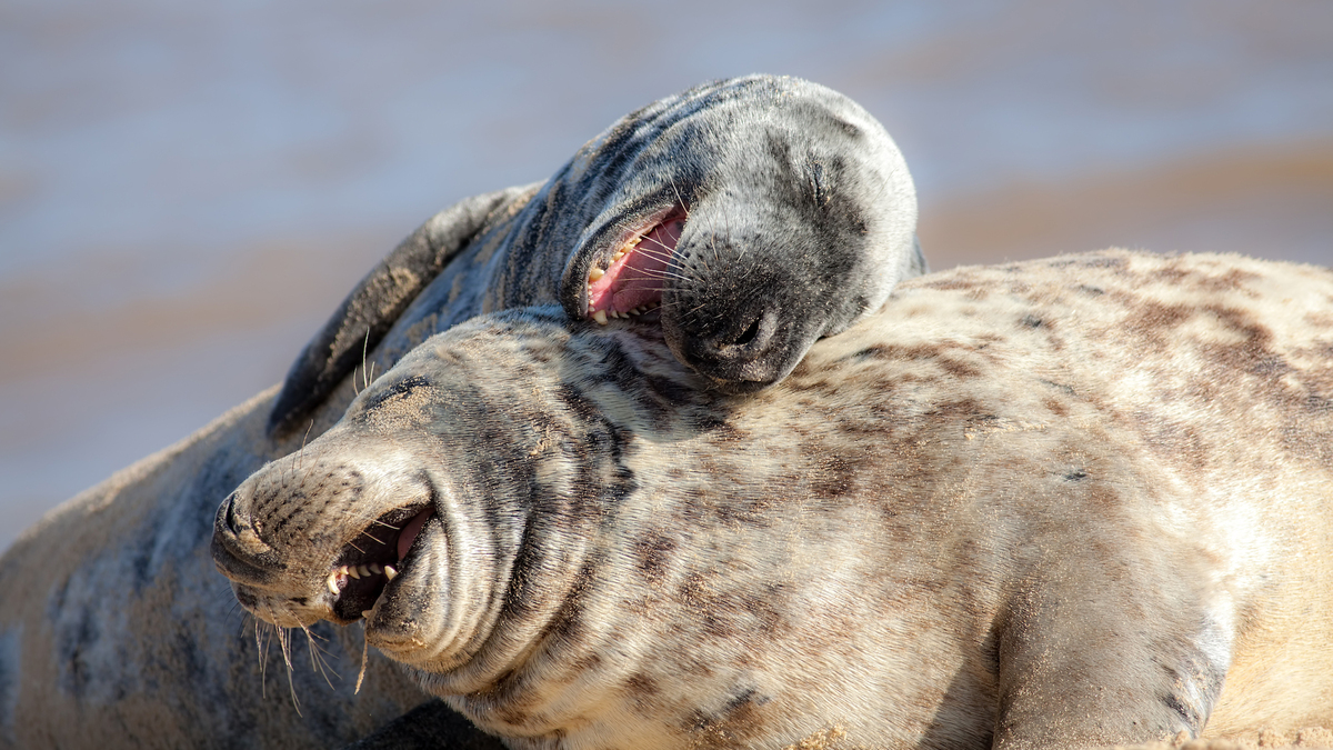 65 espèces animales seraient capables de rire selon cette étude | Le Bonbon