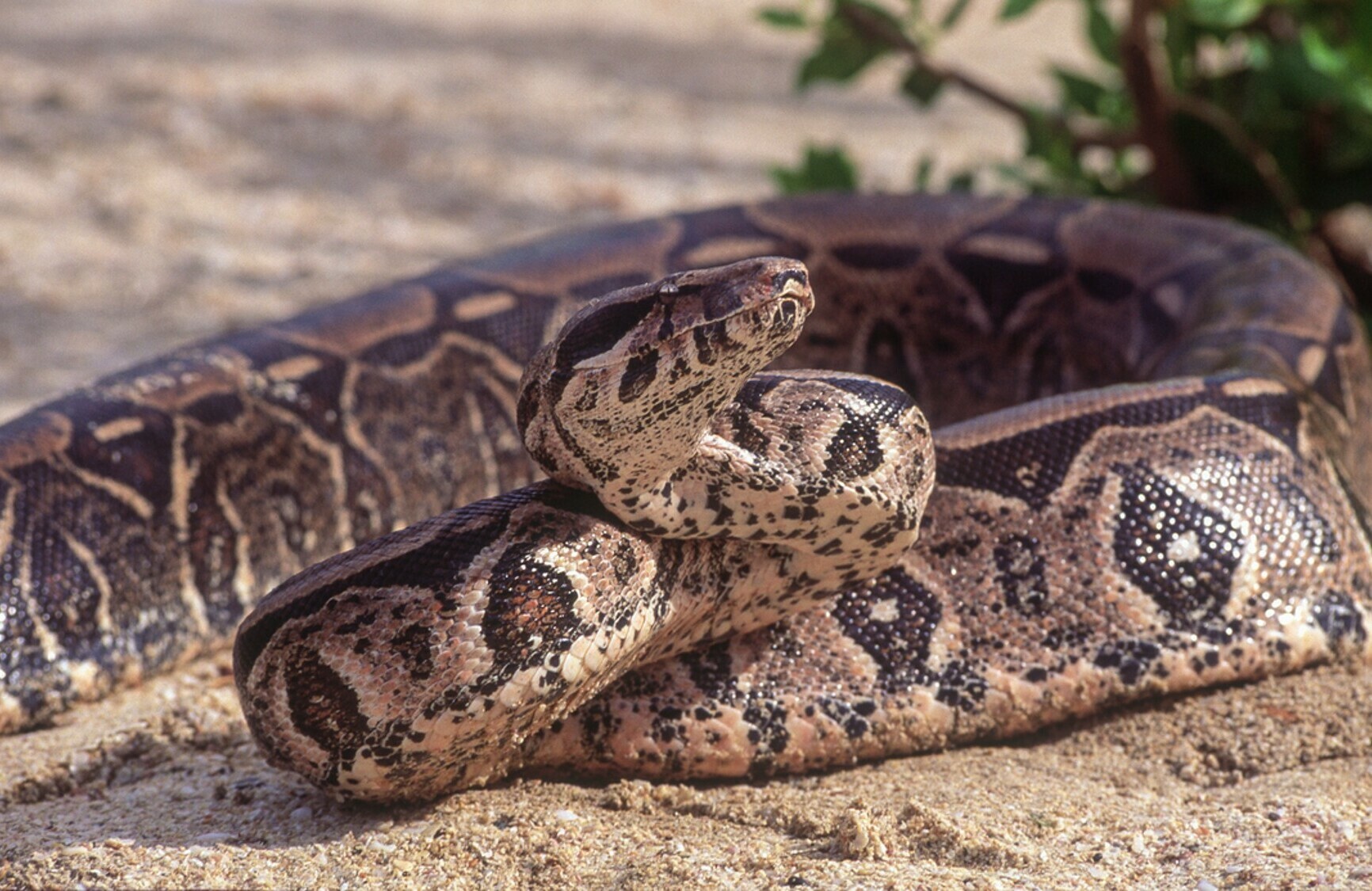 Insolite : un serpent exotique capturé dans une rue de Besançon