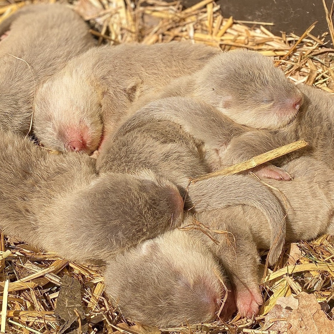 Des bébés loutres voient le jour au zoo de la Tête d'Or