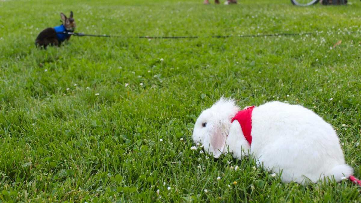 Elles promènent leurs lapins en laisse dans les parcs de Strasbourg : qui  se cache derrière le bunny gang ?