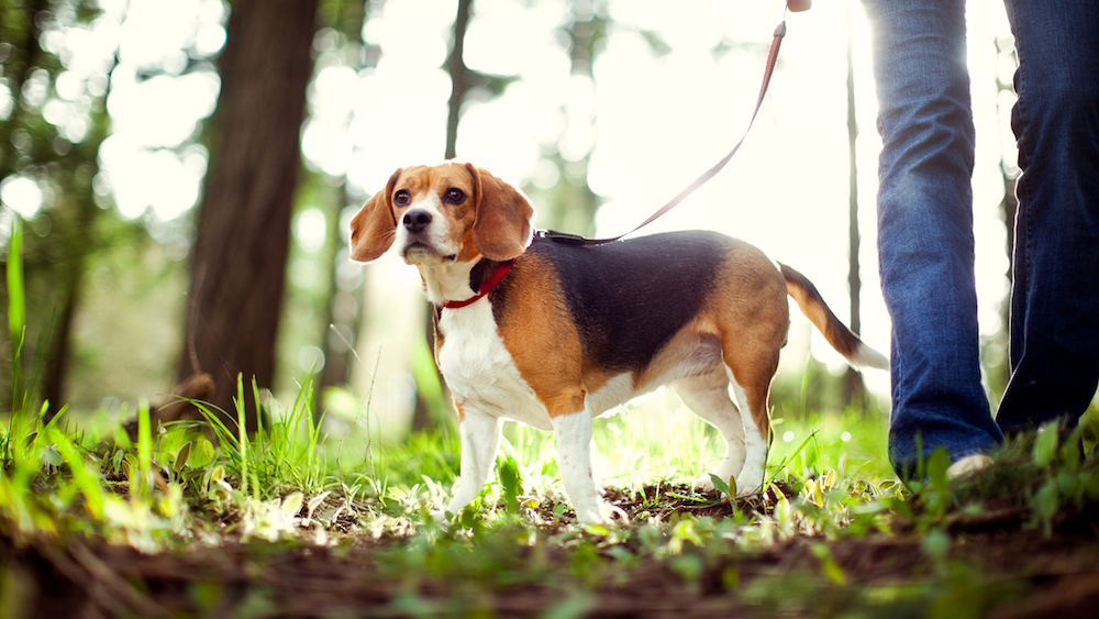Des beagles sauvés de laboratoire désormais à l’adoption Le Bonbon
