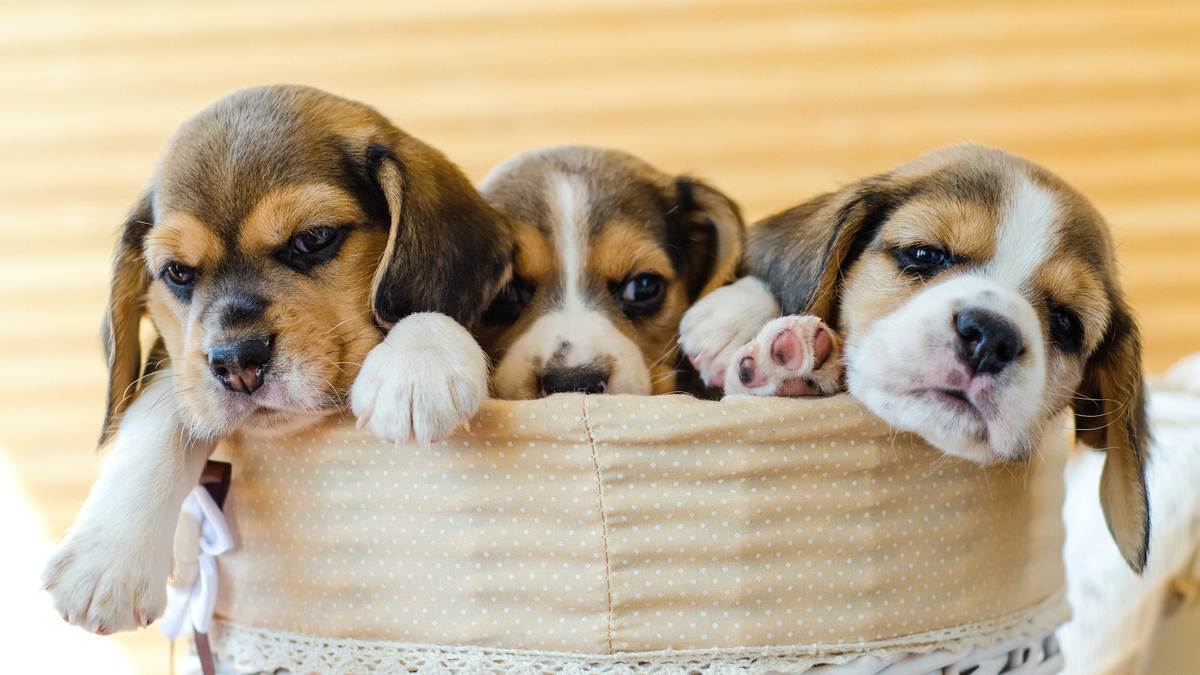 Des dizaines de petits beagles sauvés d