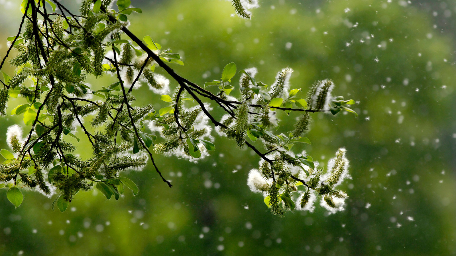 le-r-chauffement-climatique-a-un-effet-sur-vos-allergies-aux-pollens