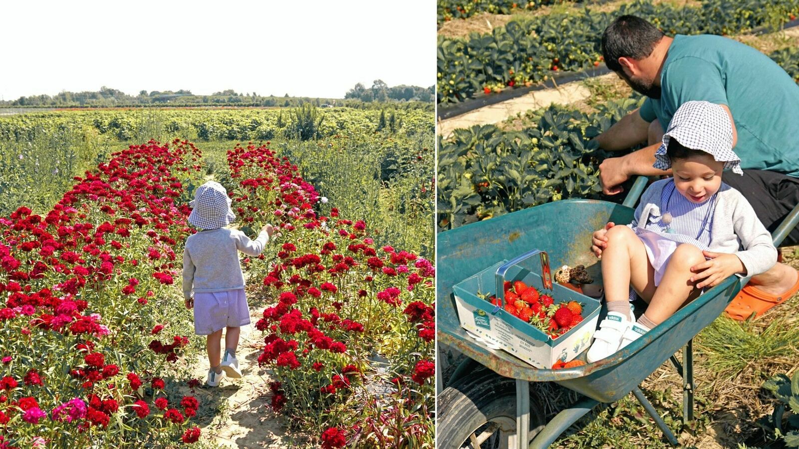 Fraisochamp un immense jardin potager où cueillir fruits, légumes et fleurs à deux pas de Lyon