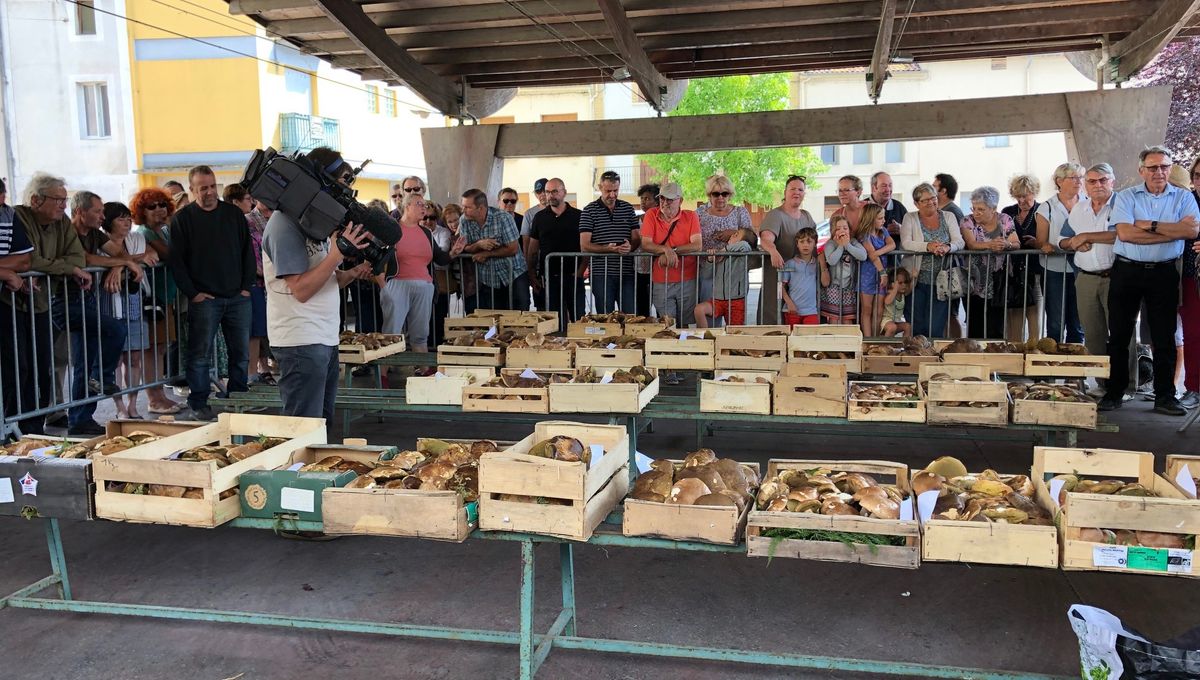 marché cèpes mussidan 