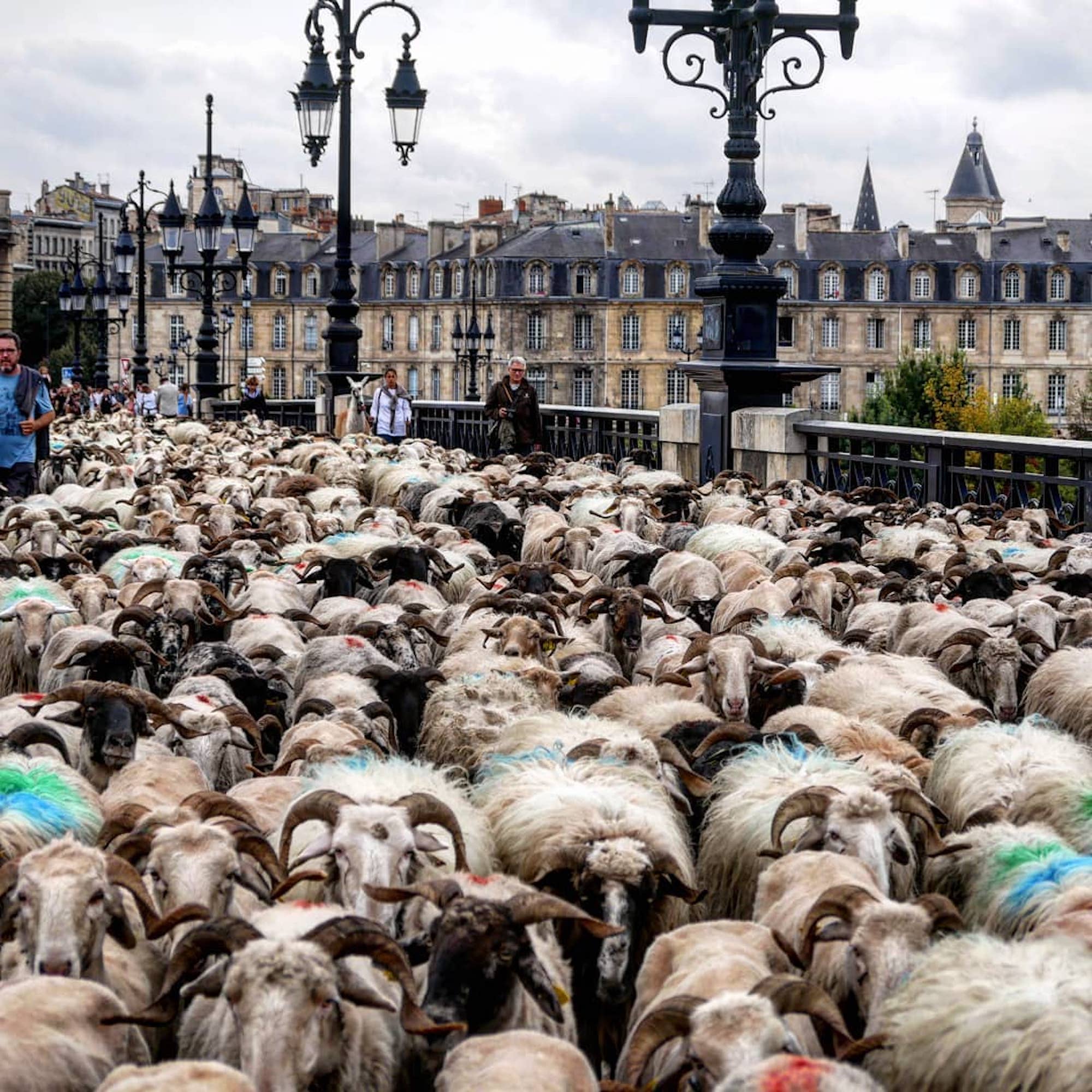 400 brebis vont défiler ce week-end dans la métropole de Bordeaux | Le  Bonbon