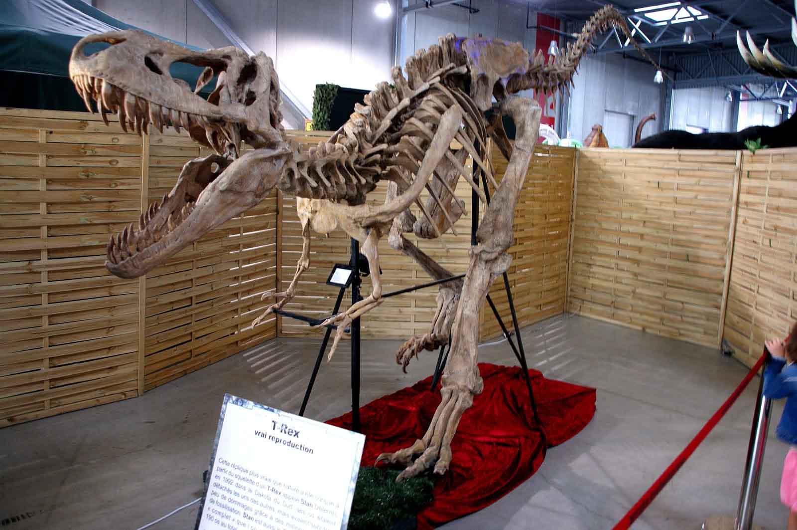 exposition dinosaures bordeaux musee ephemere