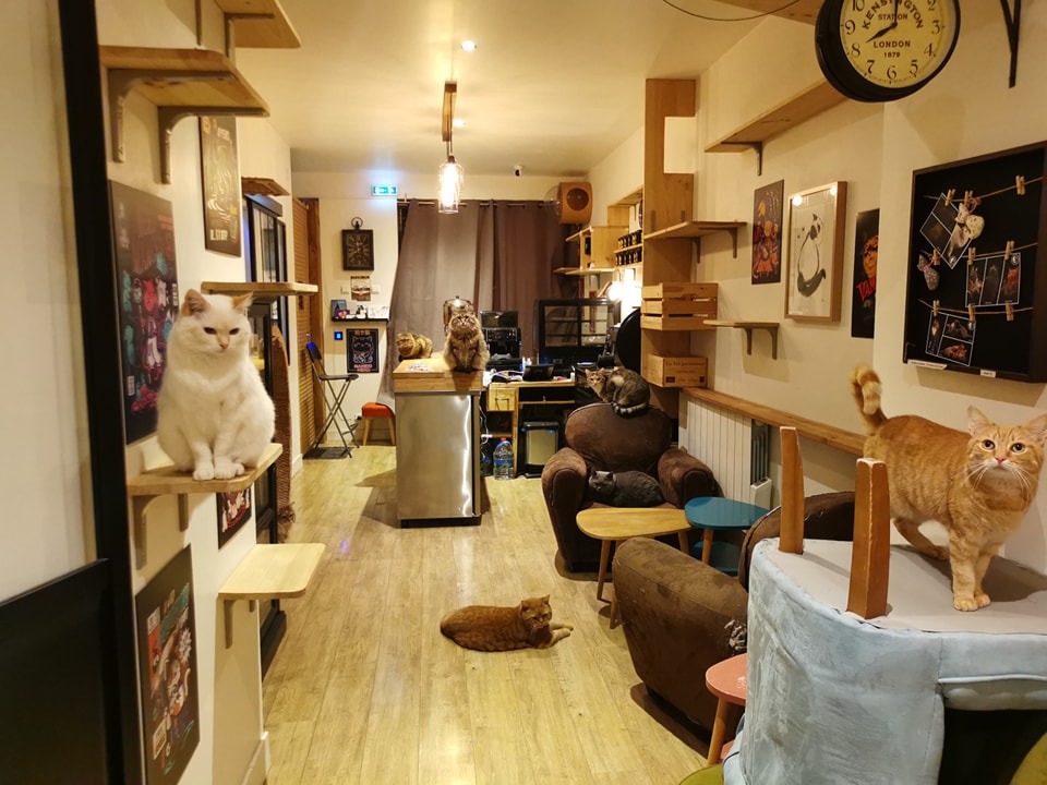 cafe bar insolite bordeaux comptoir des chats