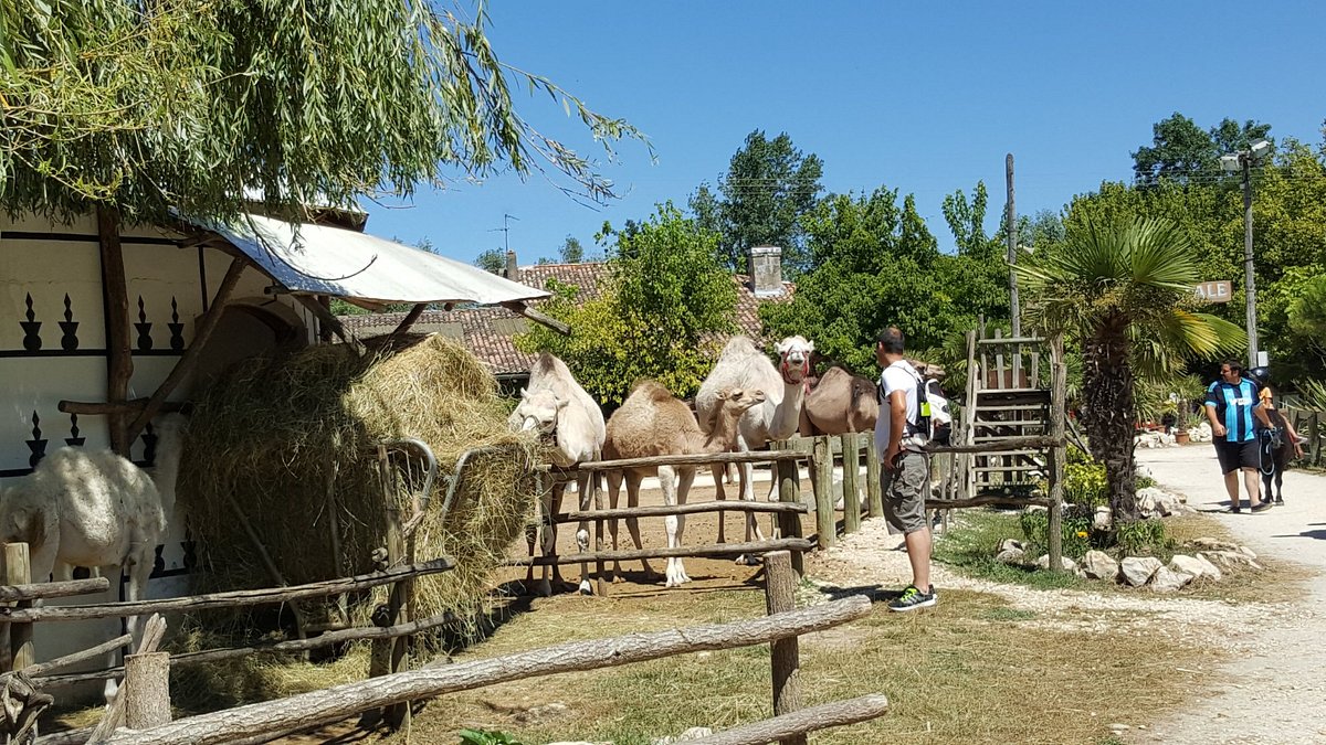 ferme exotique cadaujac elevage dromadaires