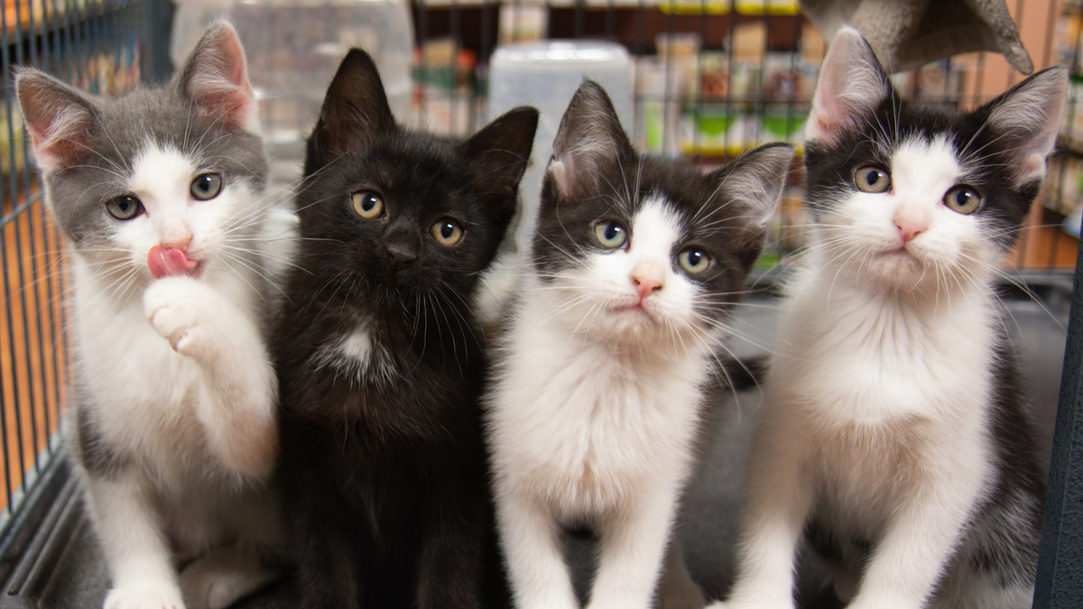 Белый,серый,чёрный коты стоят в ряд