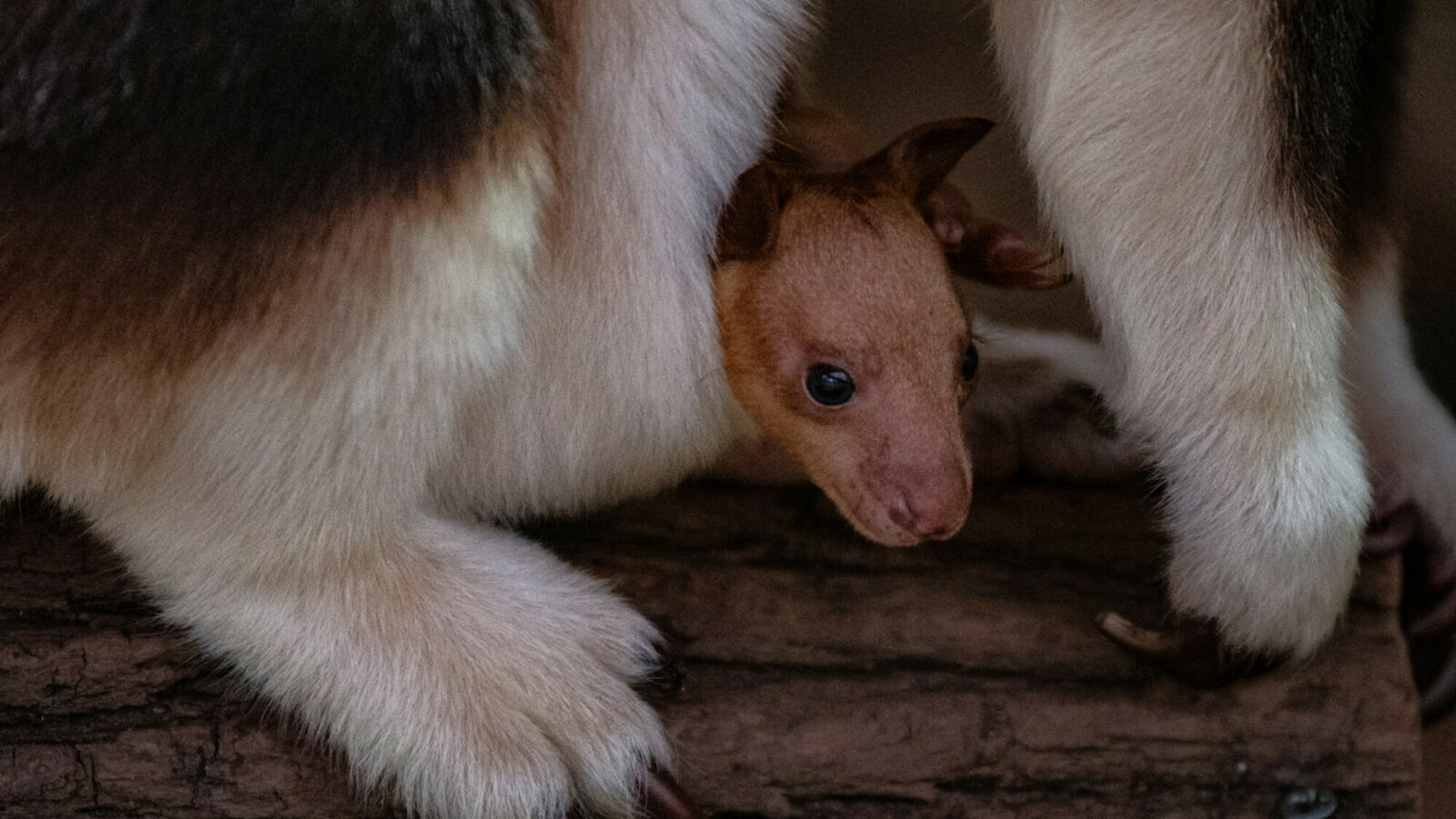 Un b?�b?� kangourou arboricole trop mignon nait au Jardin des Plantes ?� Paris | News | Paris