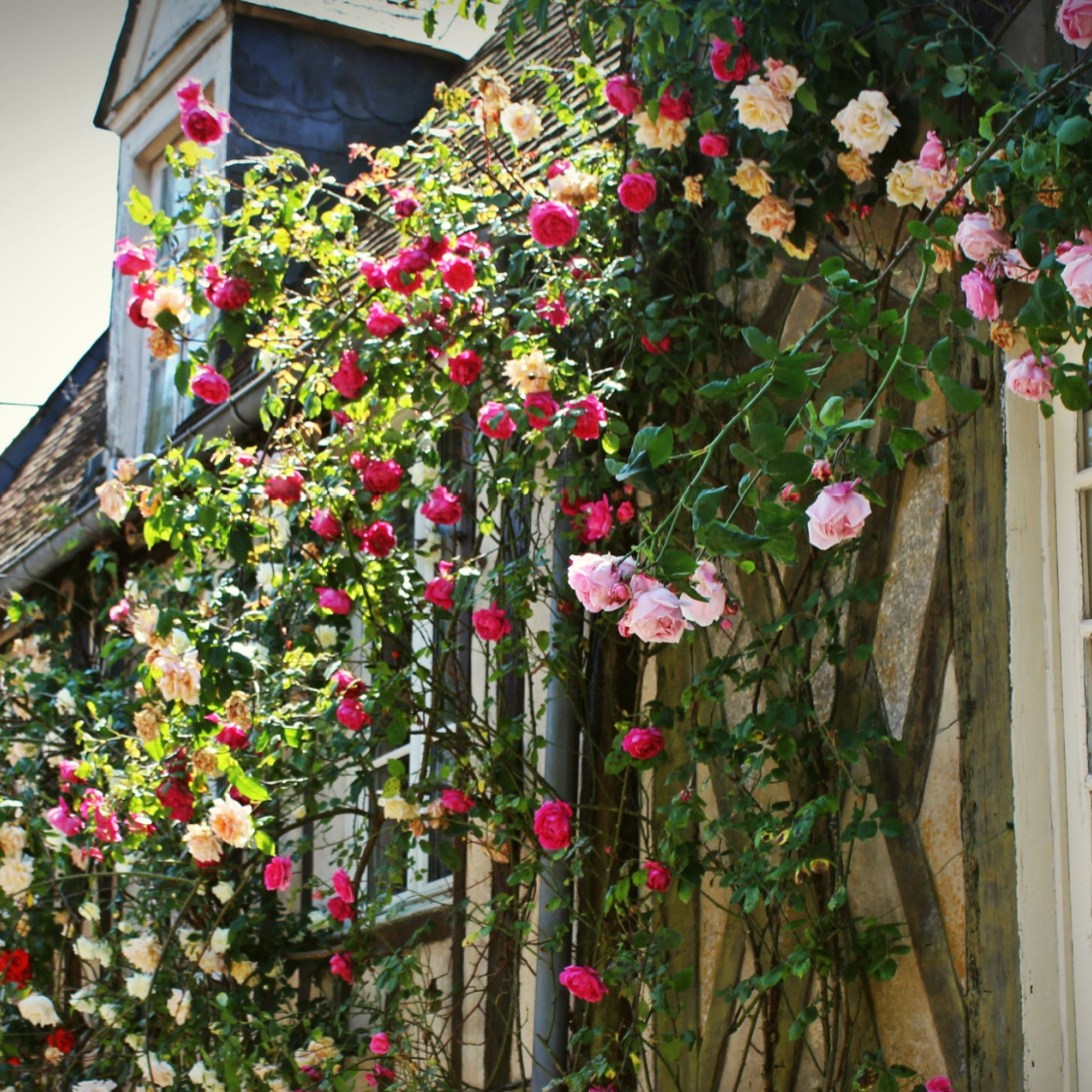 shutterstock-509976562