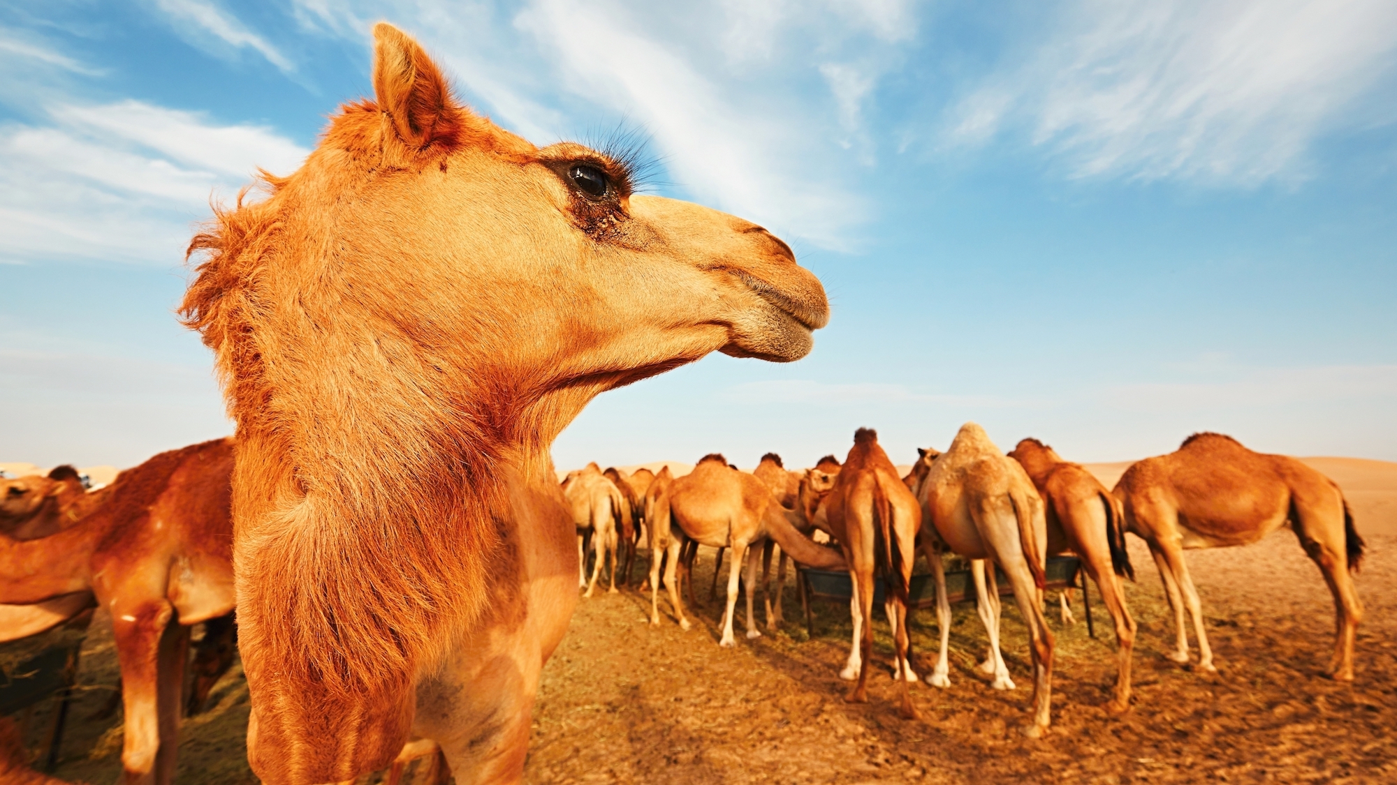 Élevage de chameaux et dromadaires en France