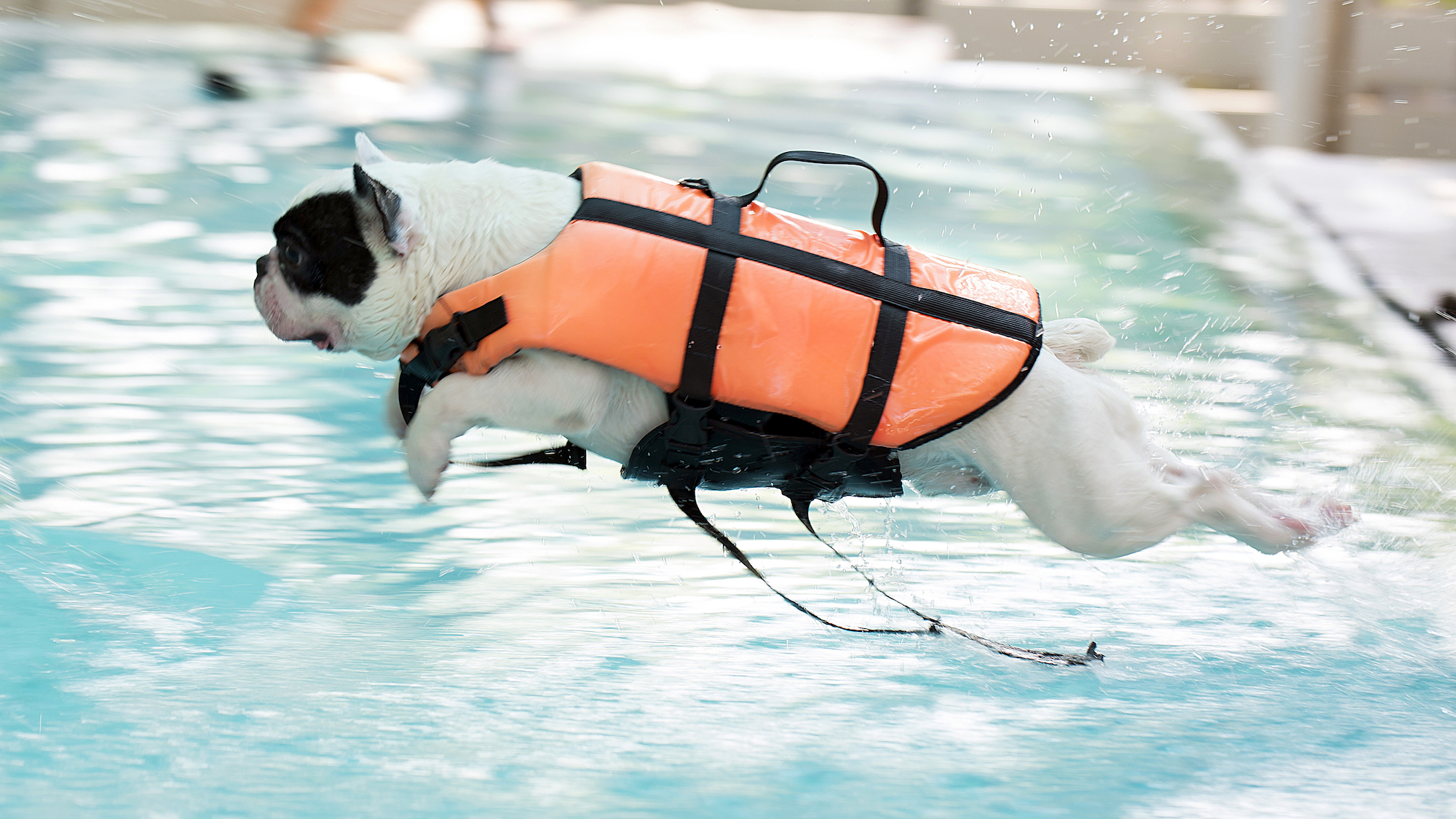 La première piscine pour chiens de France a ouvert à 2h30 de Toulouse