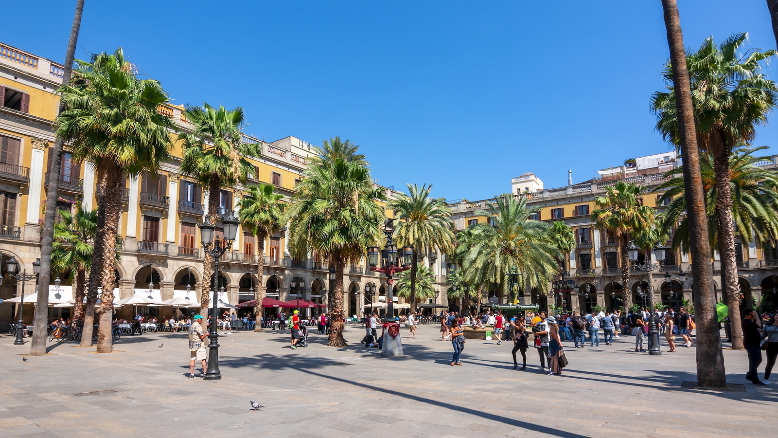 Une cinquantaine de palmiers va être plantée sur la place Graslin de Nantes istock-1128030379-2-1600-2-1600