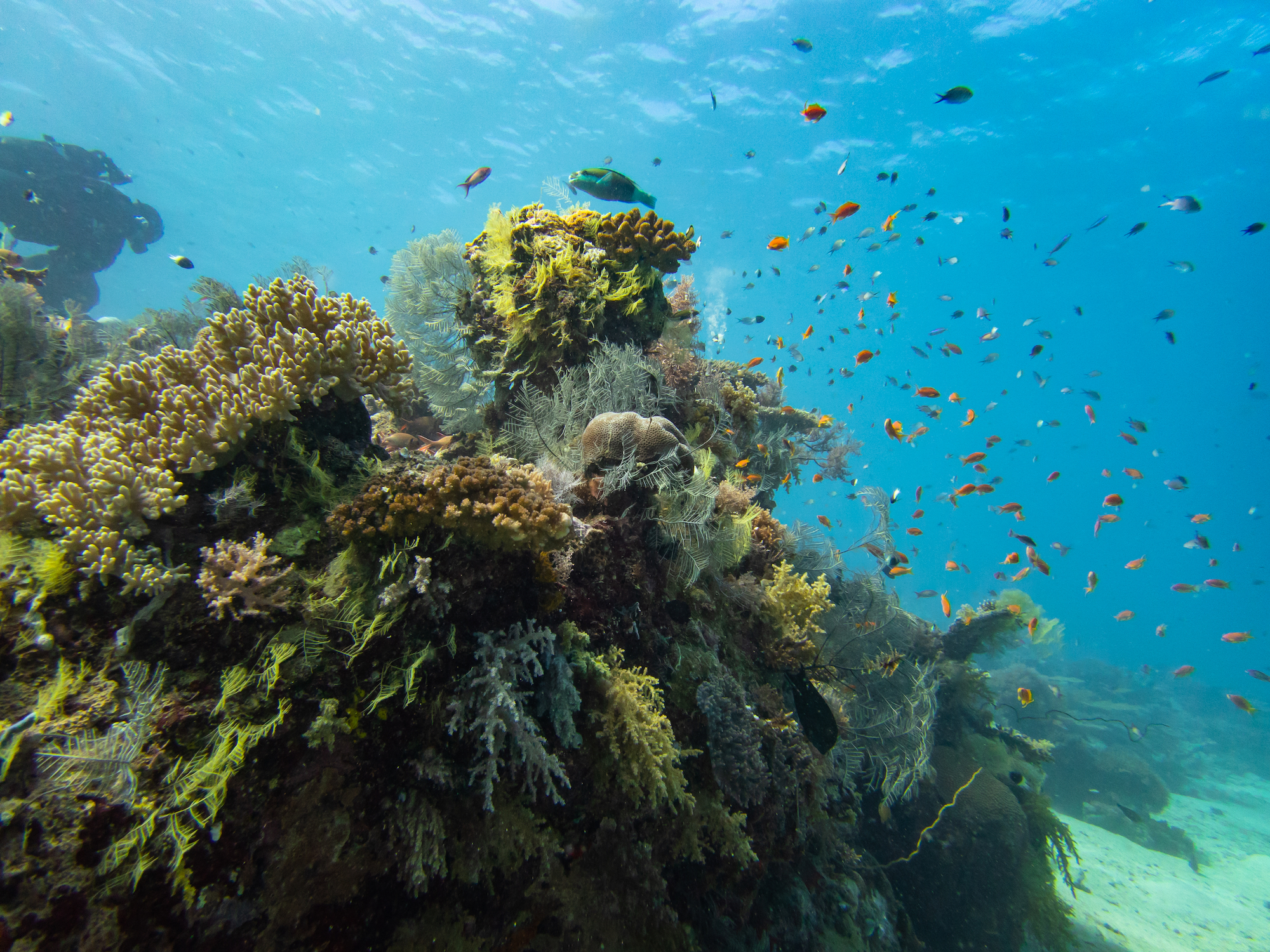 Récifs coralliens de l'île de Mayotte