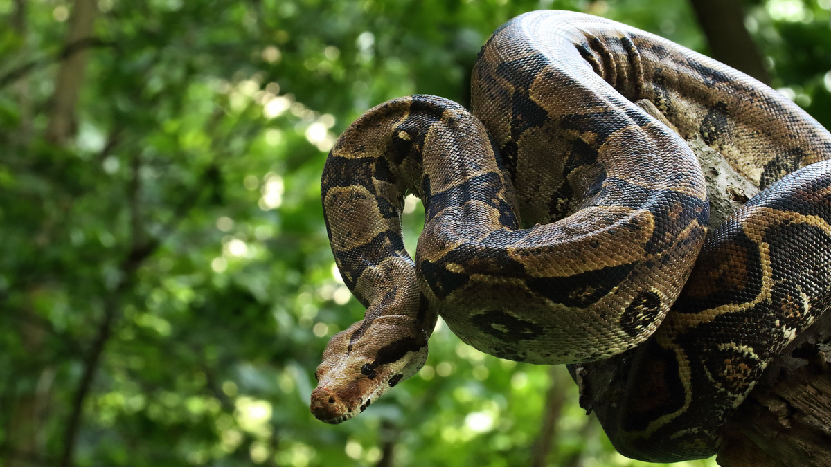 ALERTE : Un gigantesque boa constrictor est en liberté dans la forêt de ...