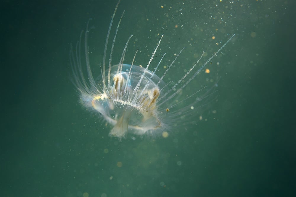 Craspedacusta sowerbii jellyfish parc de la tête d'or lyon