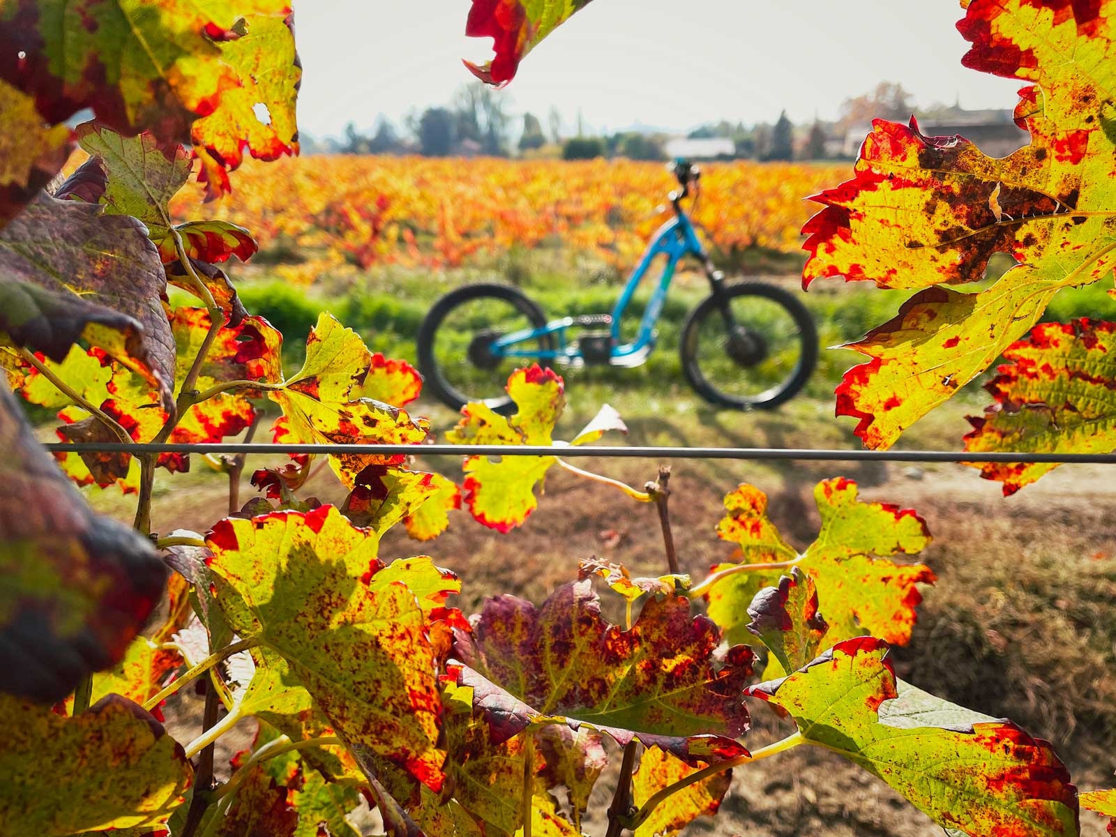 fascinant-week-end-vin-vienne-condrieu