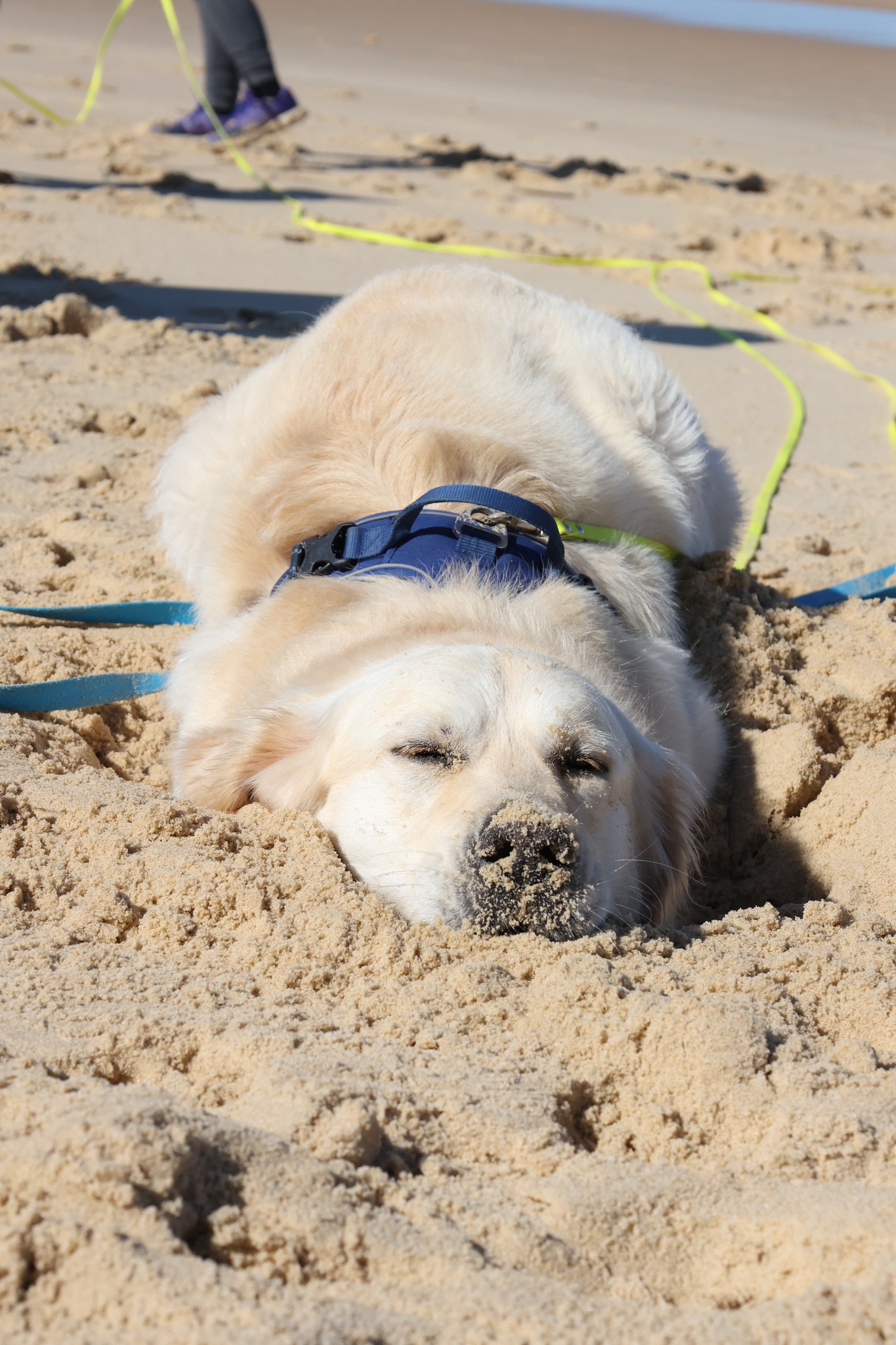 cani paradis centre aere chiens garderie