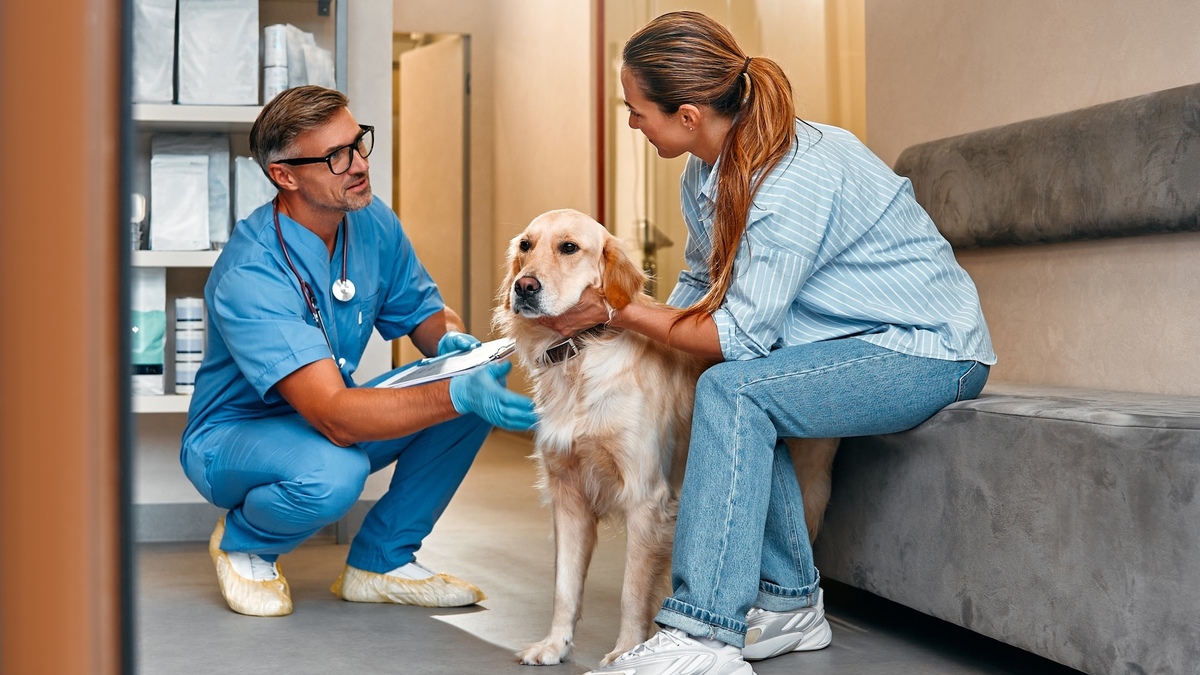 The SPA of Lyon will open a completely free veterinary service in 2025