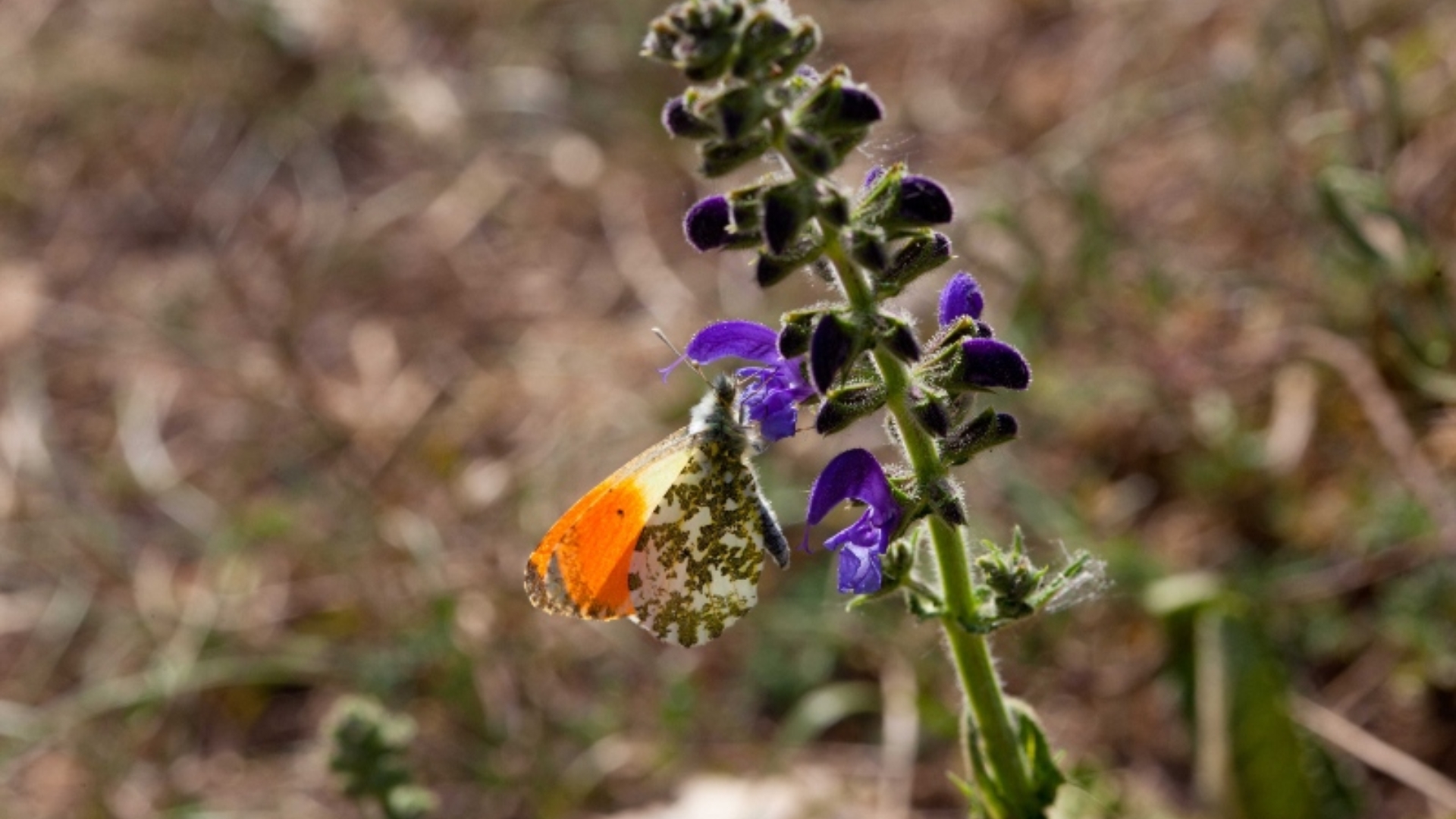Butterfly on a plant in the Combe Lavaux forest
