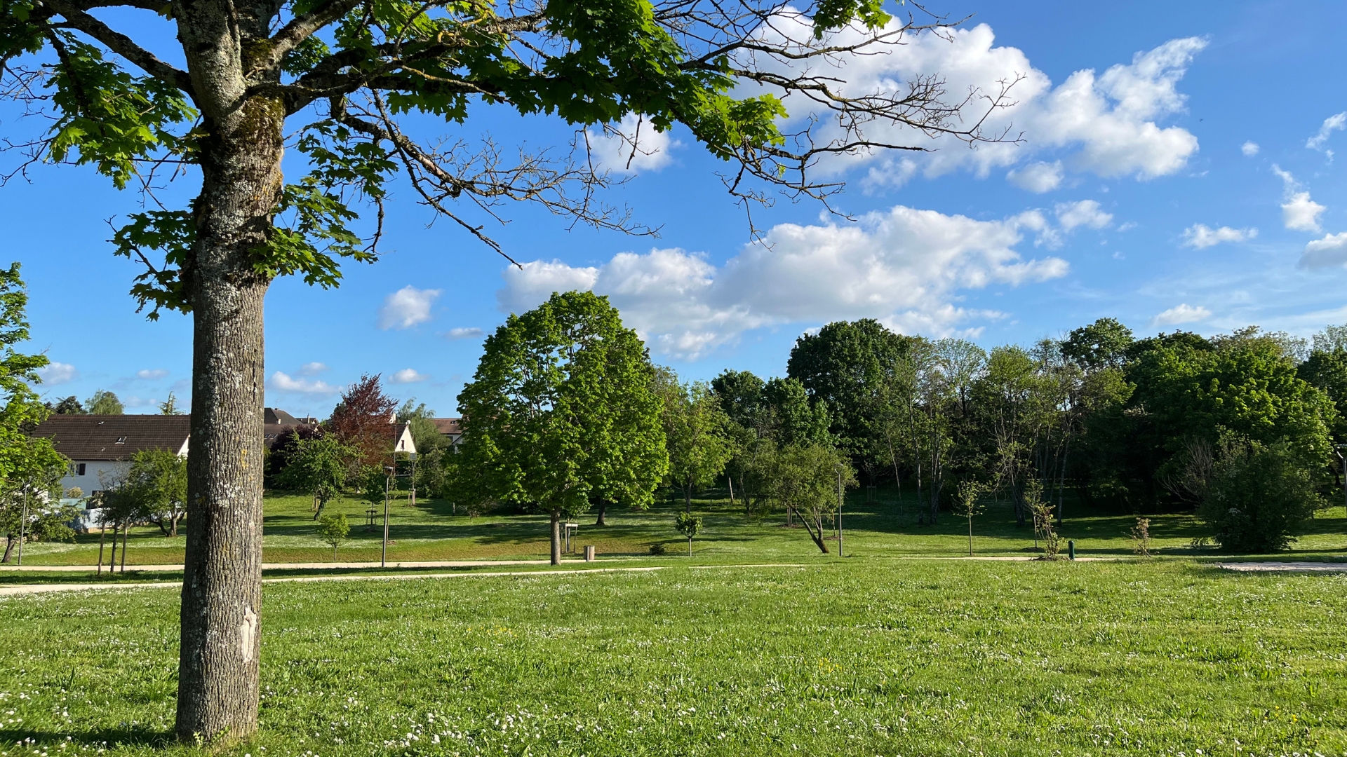 Parc des Basses Combottes sous le soleil, plaine d’herbe et d’arbres