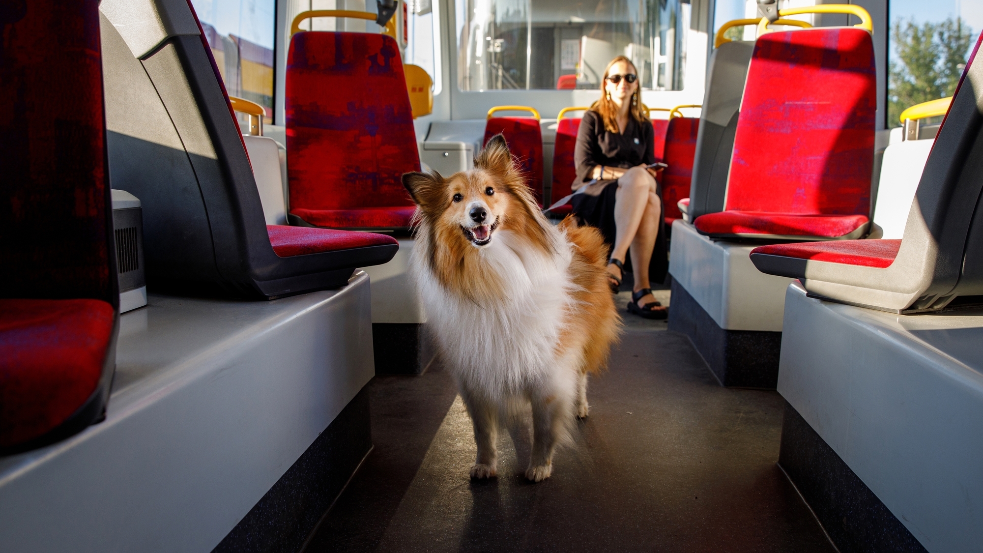 les-chiens-sont-enfin-accept-s-dans-le-tram-strasb