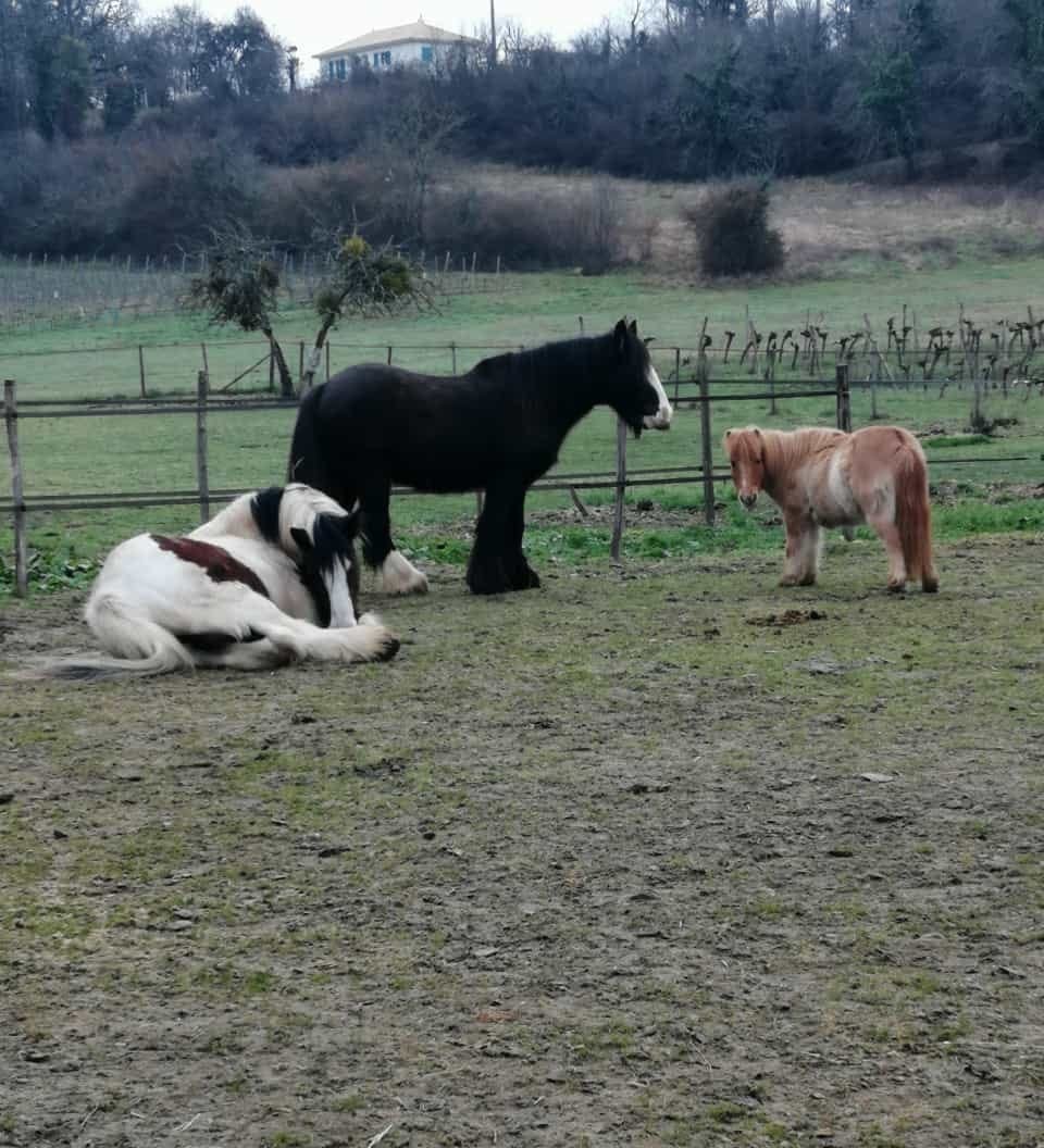 ehpad chevaux gironde