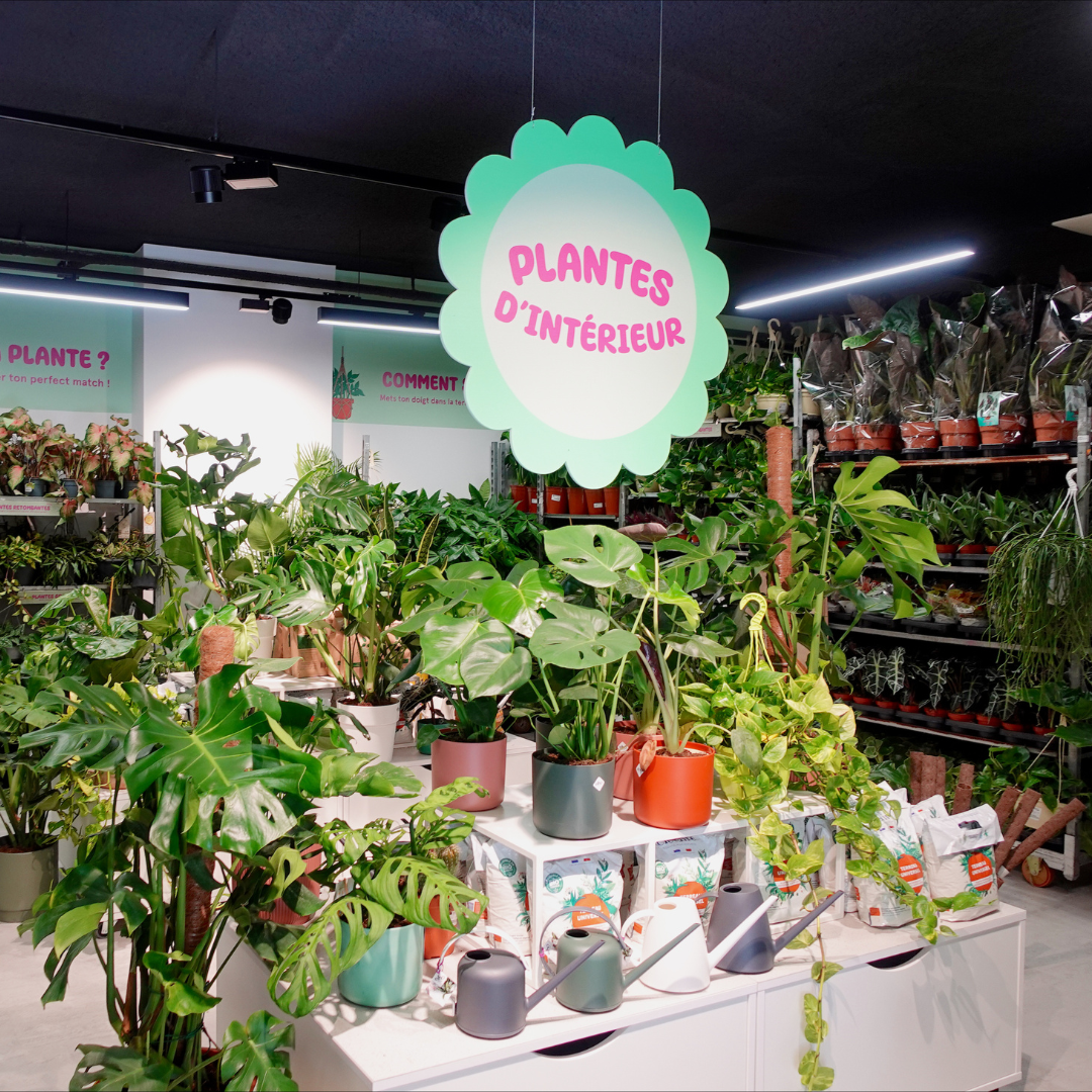 plantes pour tous bordeaux promenade sainte catherine braderie