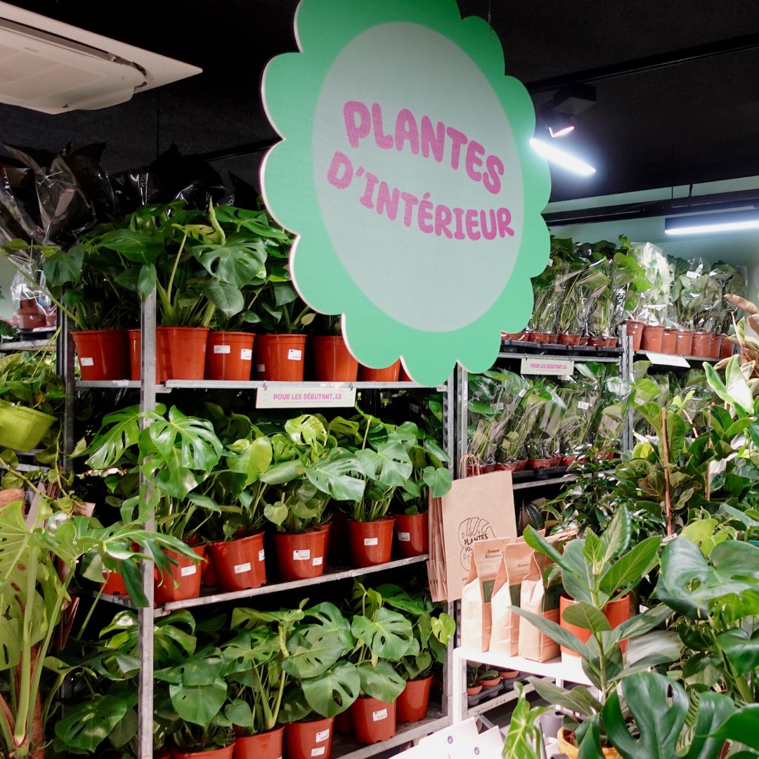 plantes pour tous bordeaux promenade sainte catherine braderie