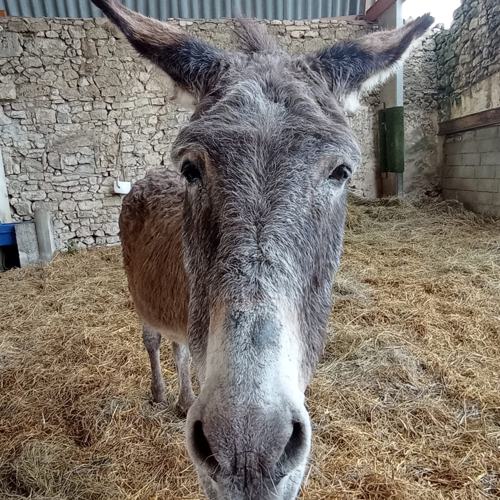 ehpad chevaux gironde 