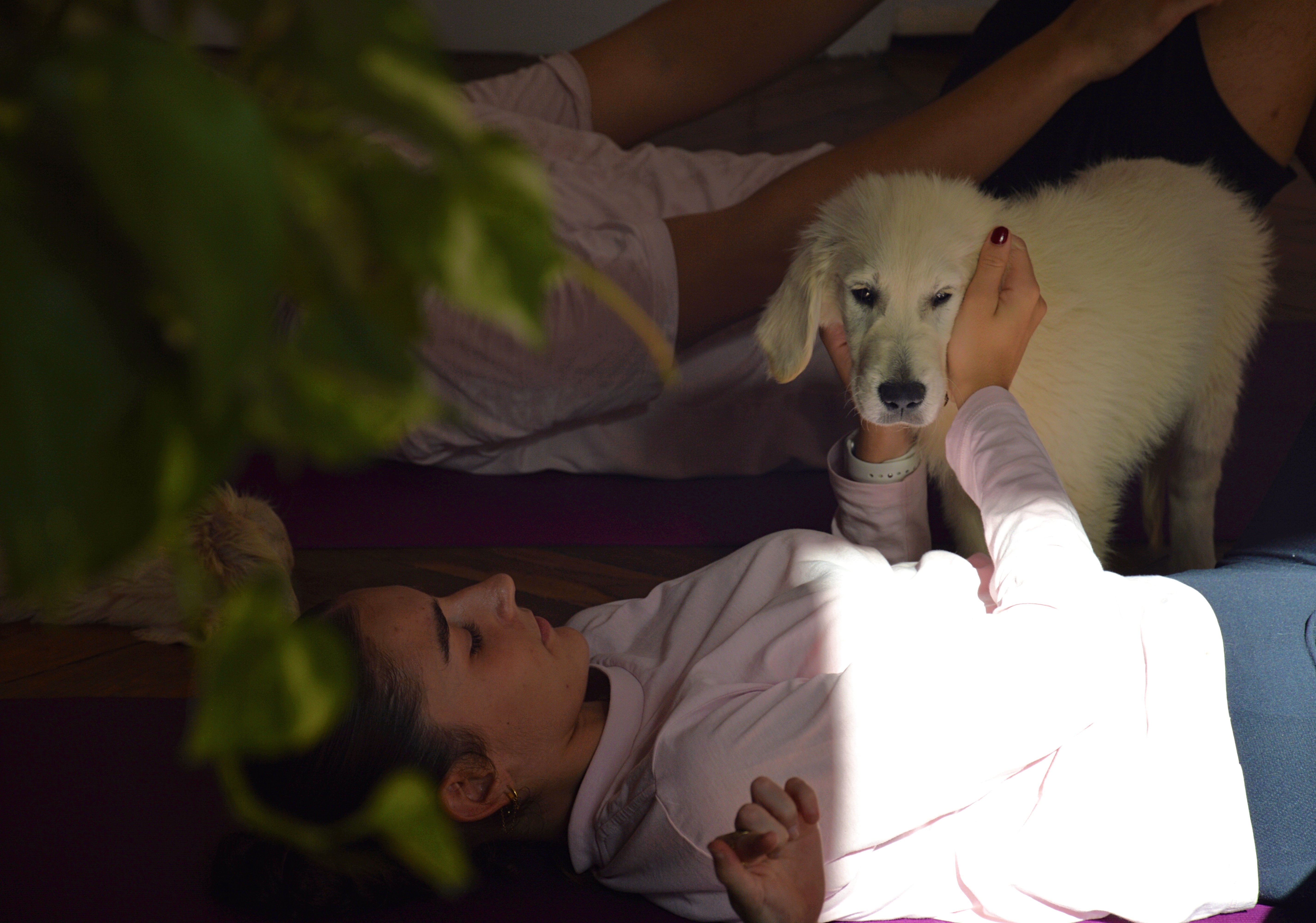 puppy yoga center bordeaux cours yoga chiens