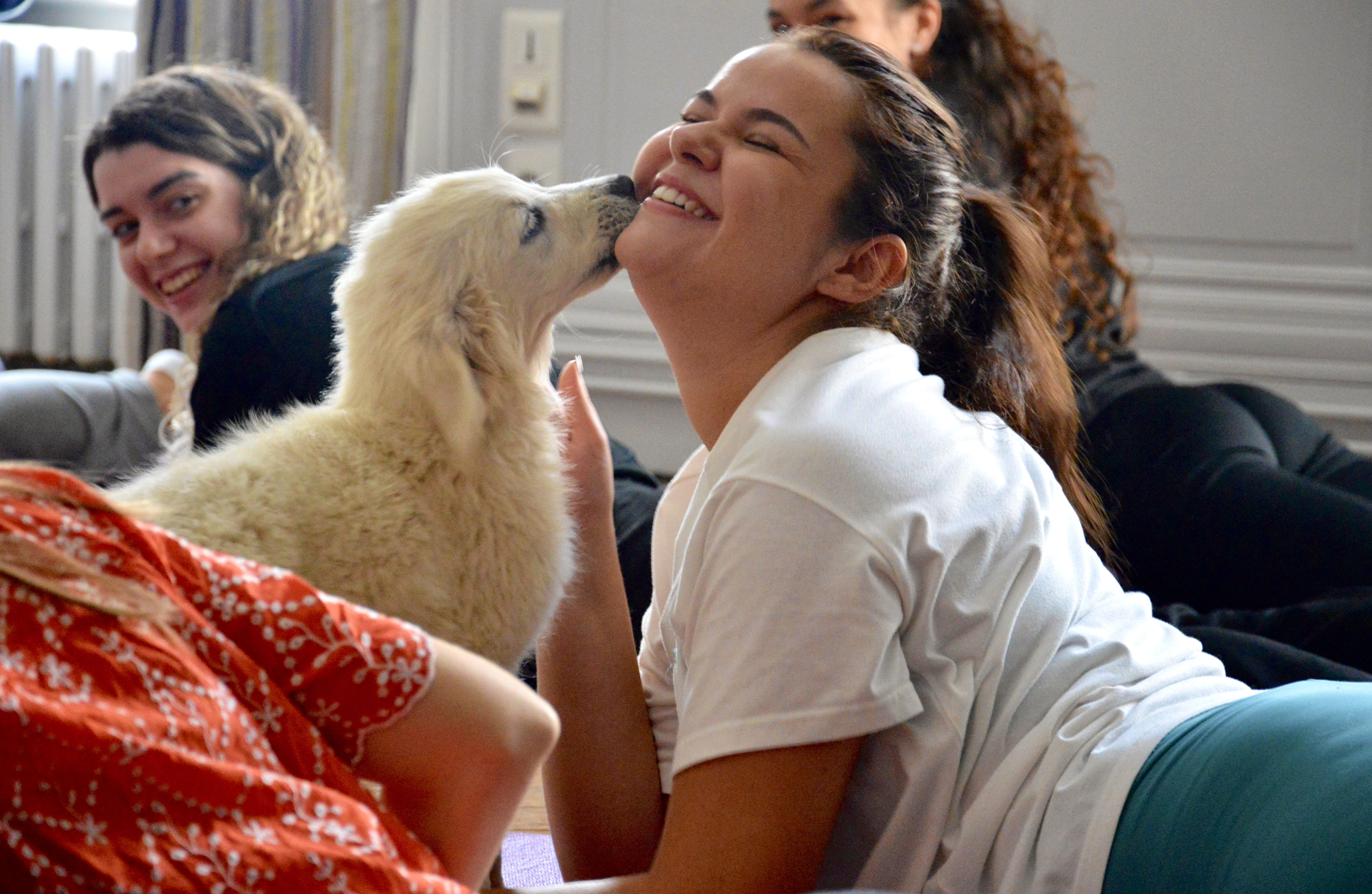 puppy yoga center bordeaux cours yoga chiens