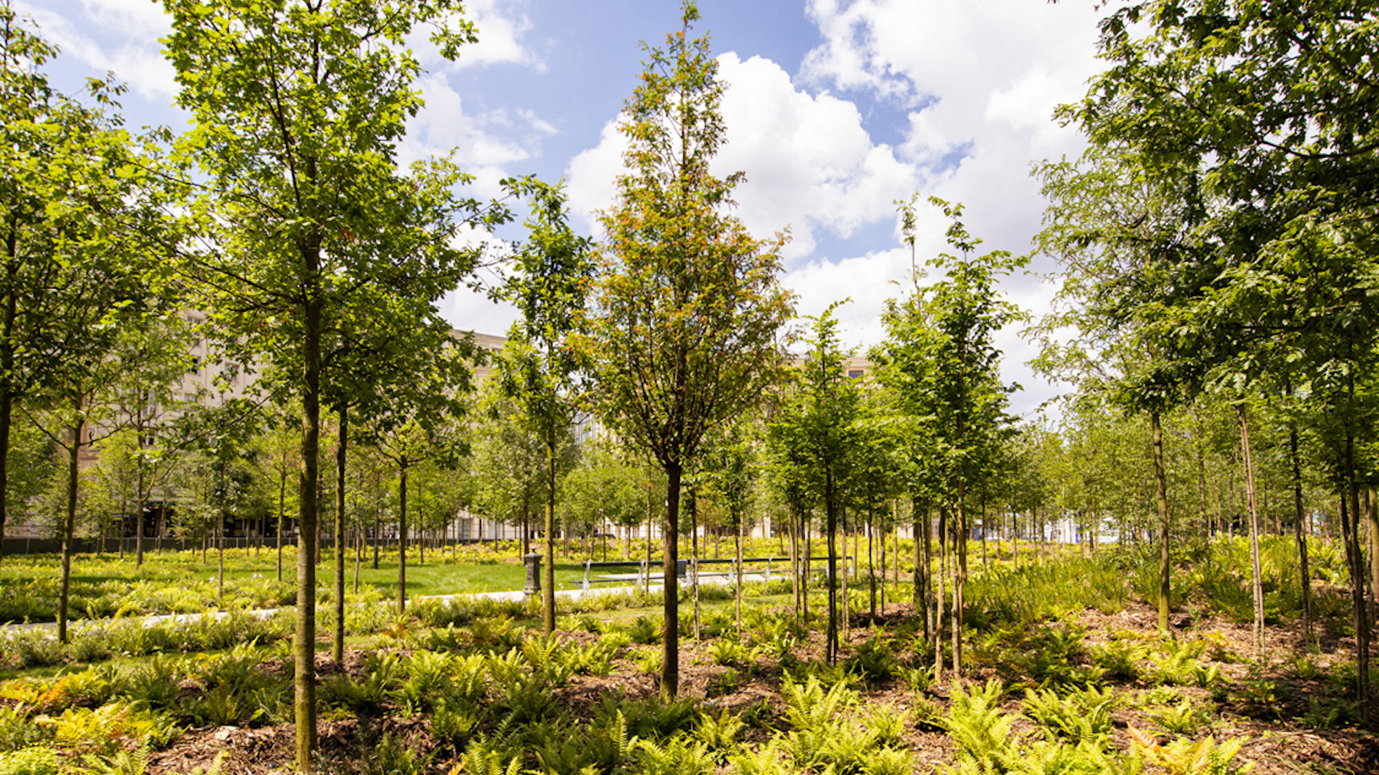 Climate plan: Paris inaugurates its first urban forest | Le Bonbon