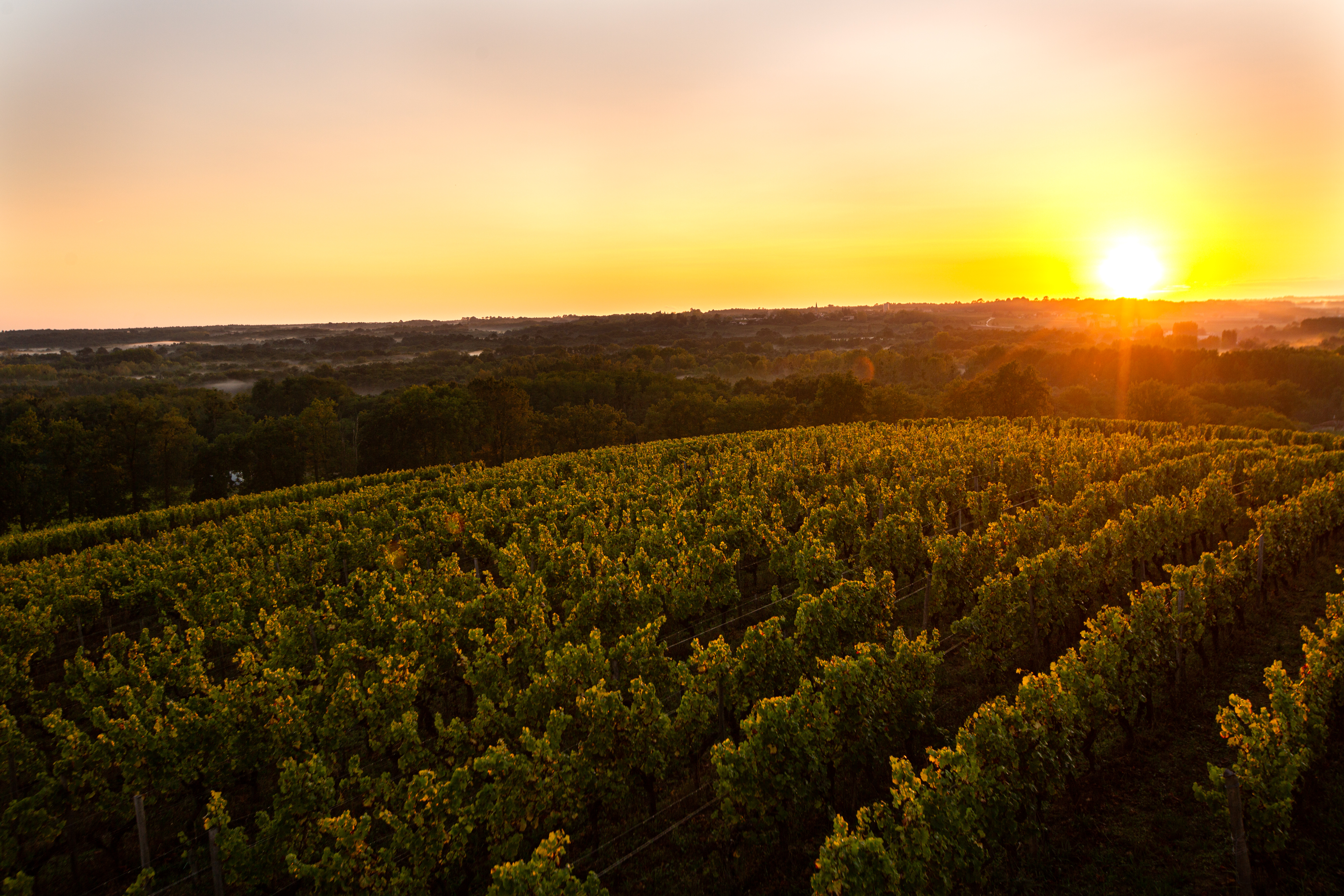 sauternes et barsac balade degustation gastronomique