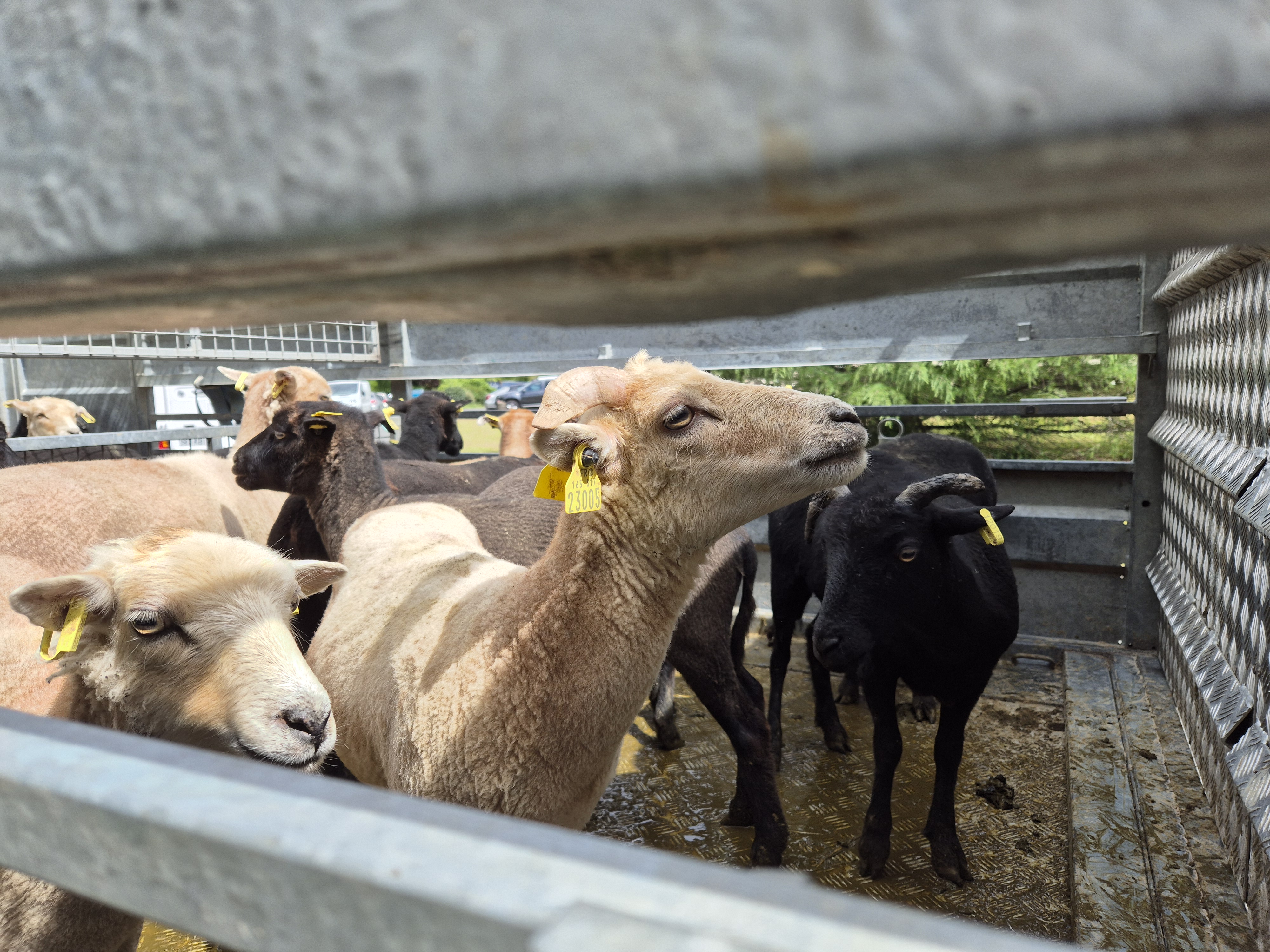 moutons universite bordeaux campus