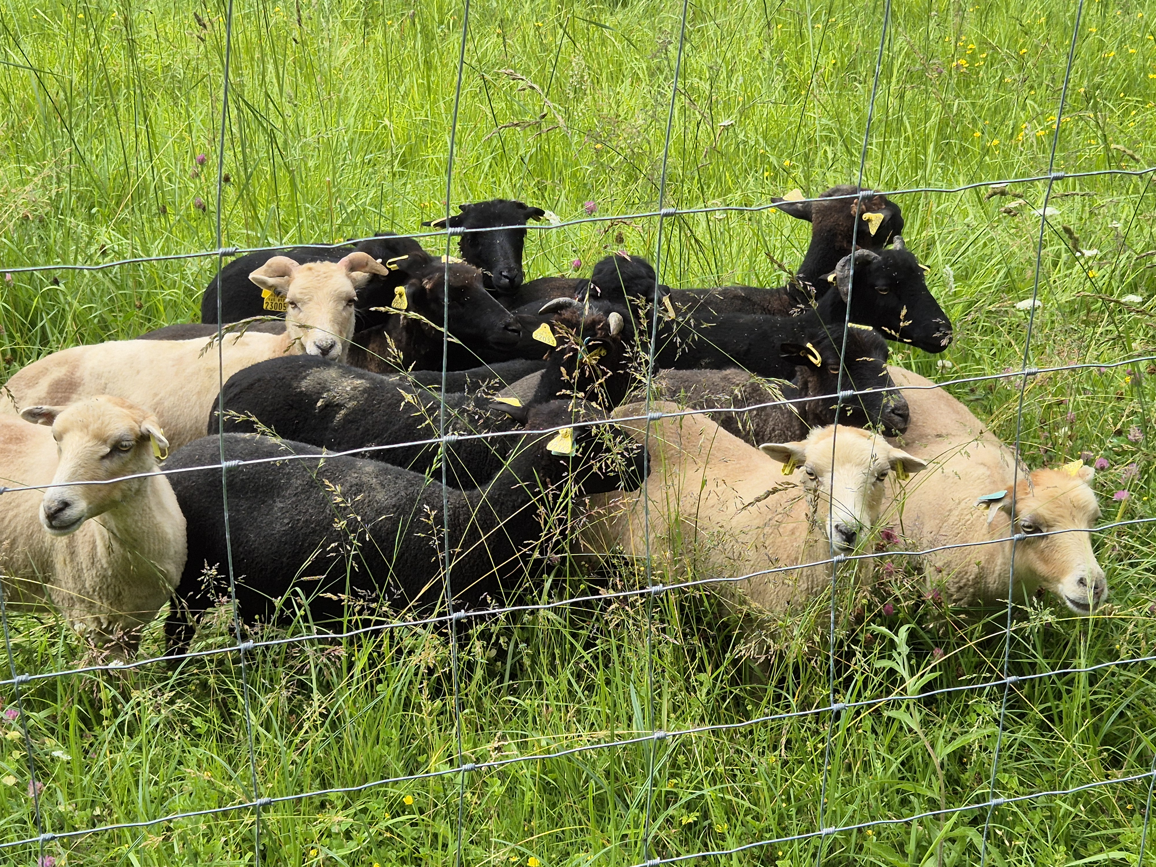 moutons universite bordeaux campus