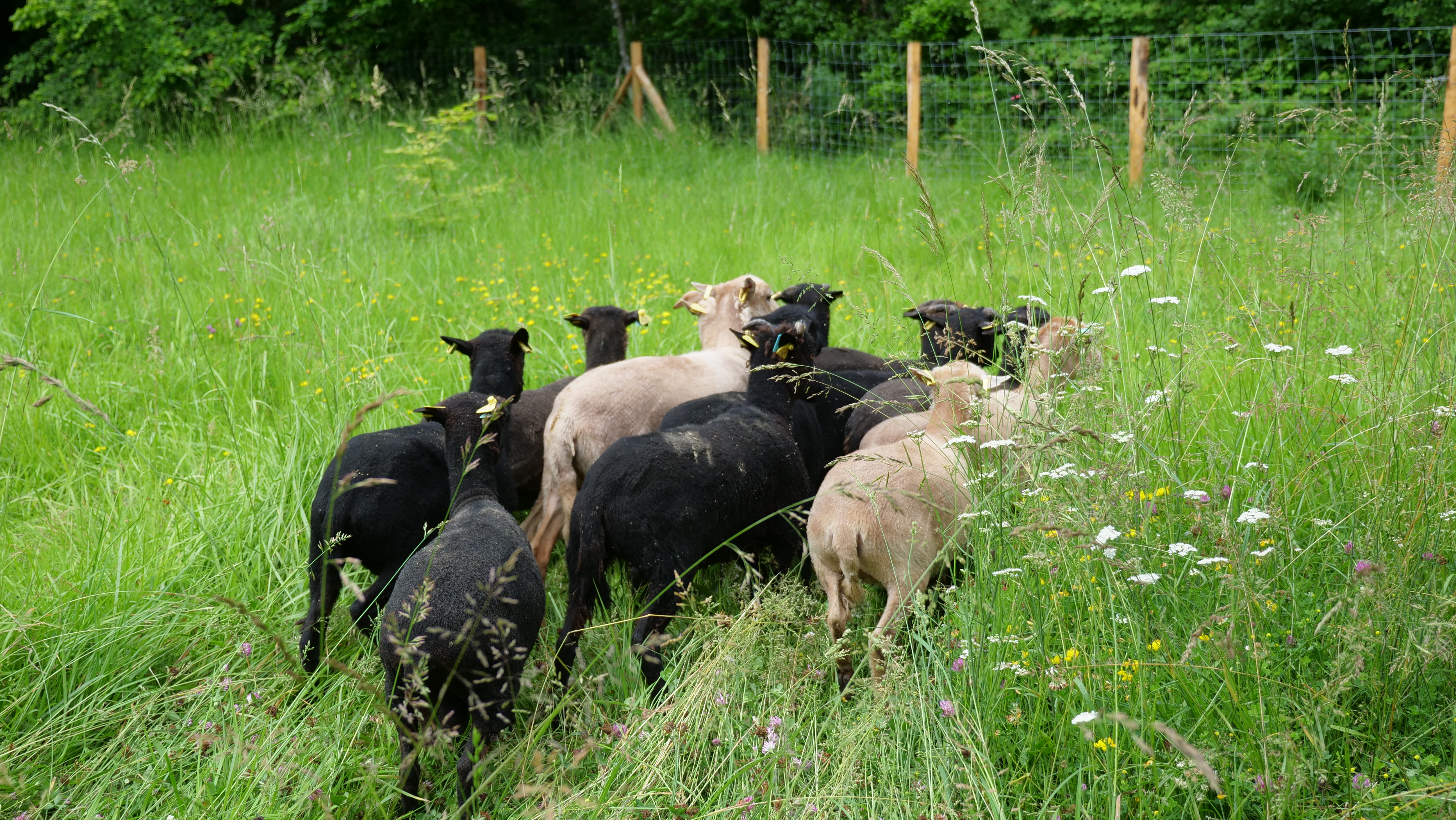 moutons universite bordeaux campus