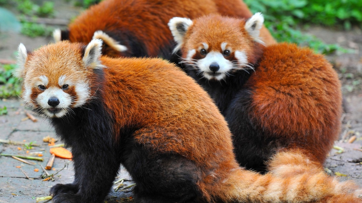 Panda Roux Types Une famille de pandas roux installée à Rihour à Lille | Le Bonbon