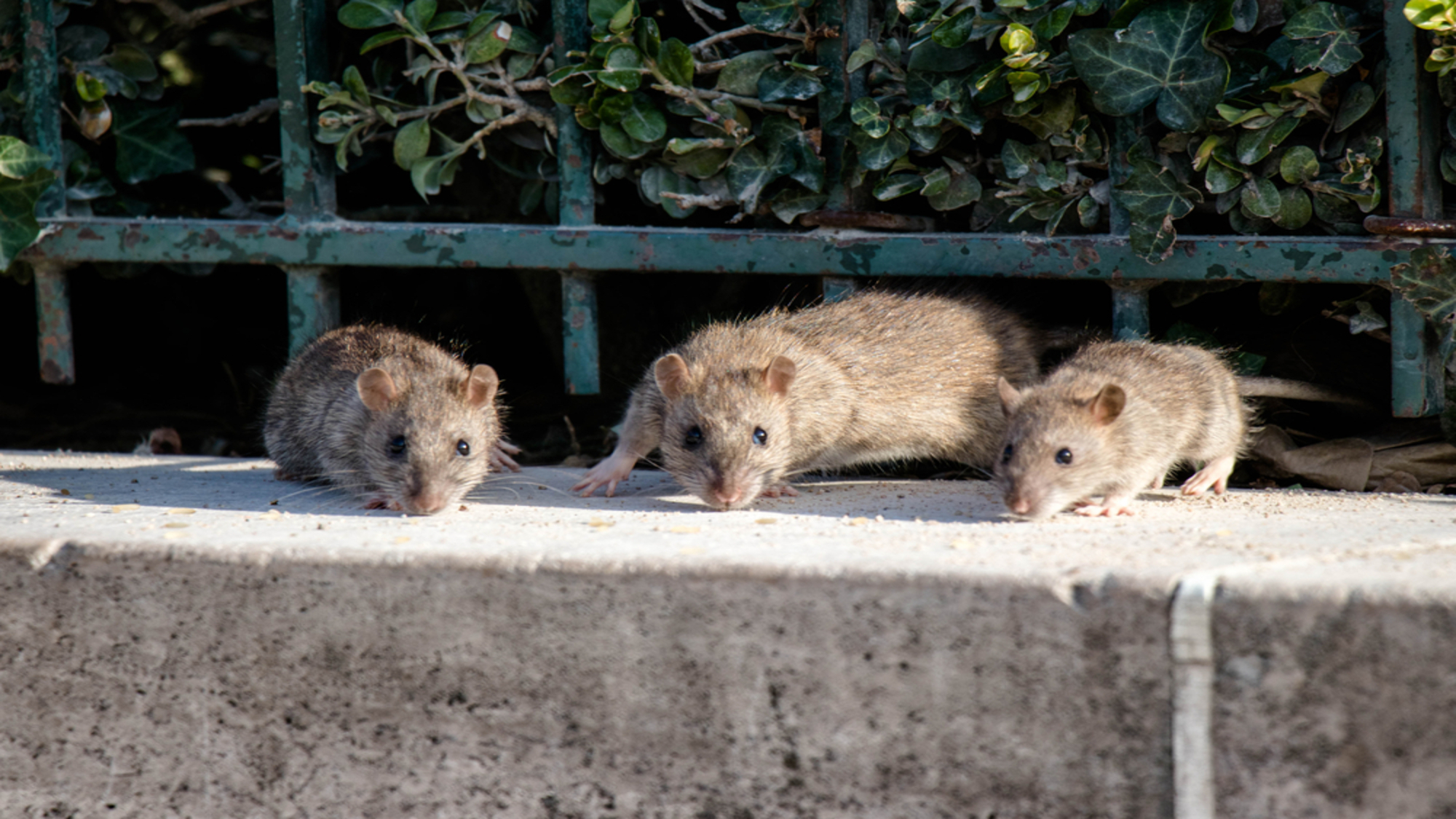 rats