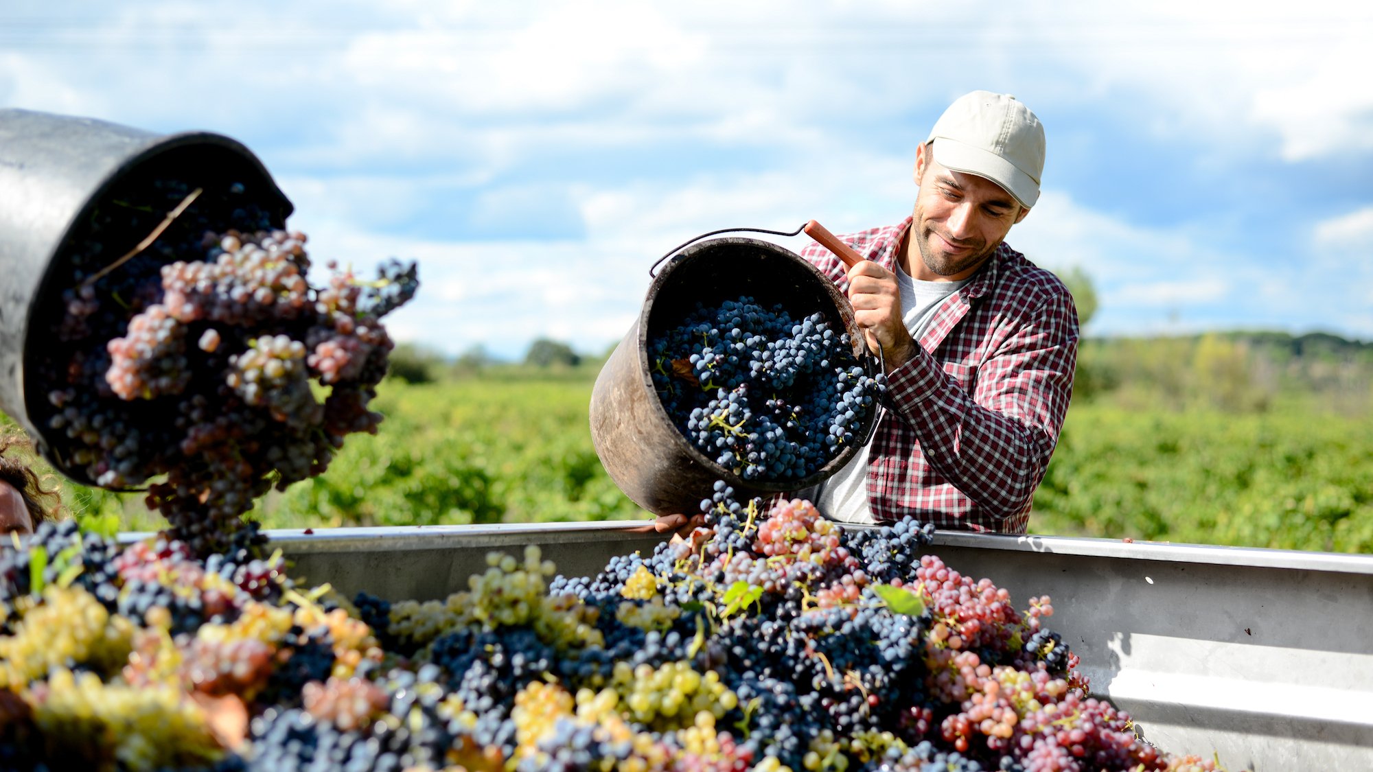 jeune-viticulteur-dans-son-vignoble-pendant-la-rec