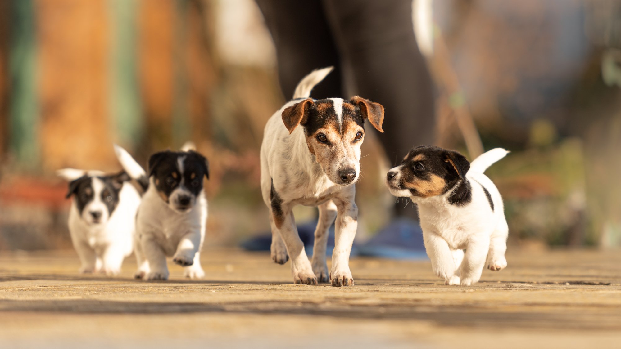 chiots-mignons-qui-courent-nouveau-refuge-spa-pari