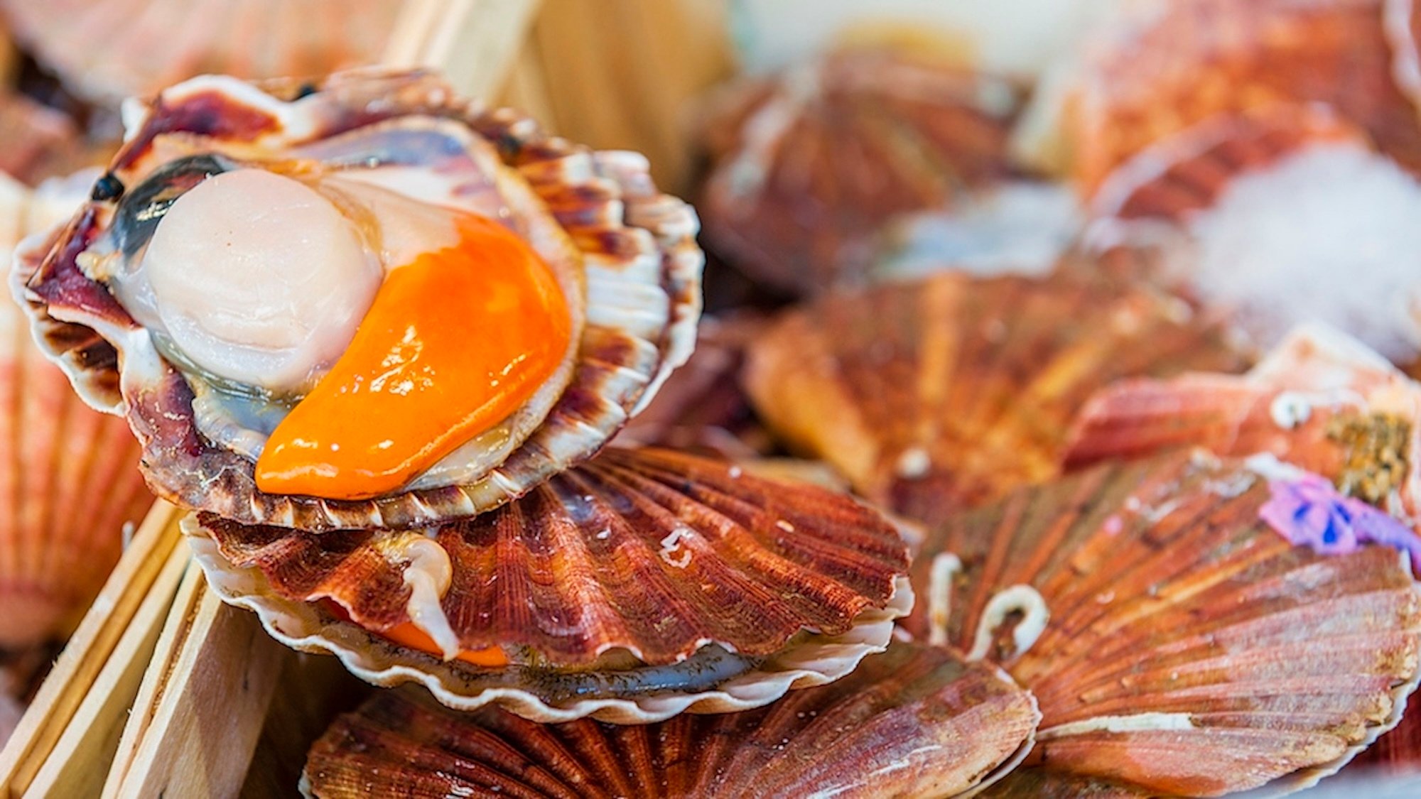 fish-truck-coquilles-saint-jacques-lyon