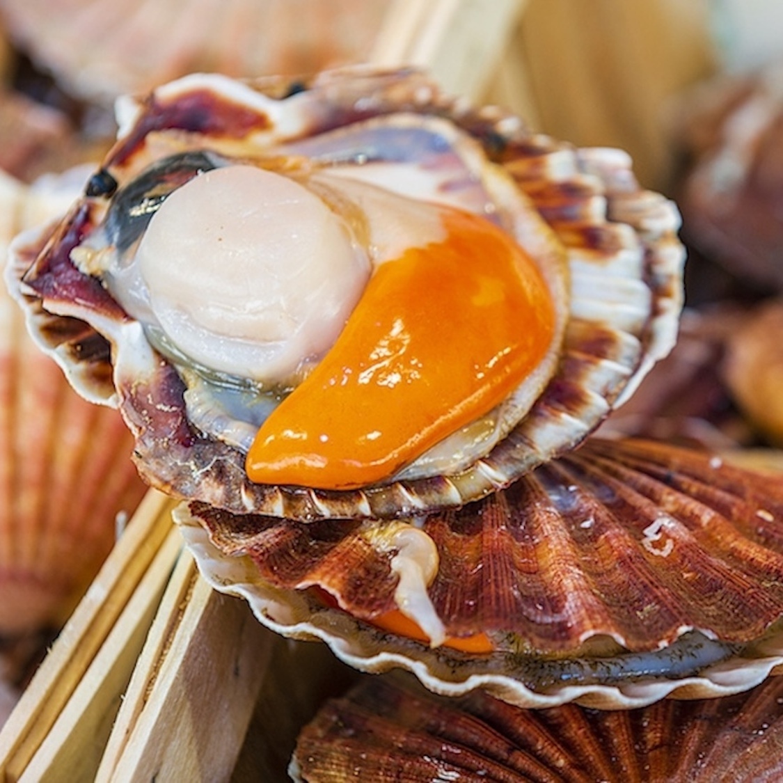 fish-truck-coquilles-saint-jacques-lyon