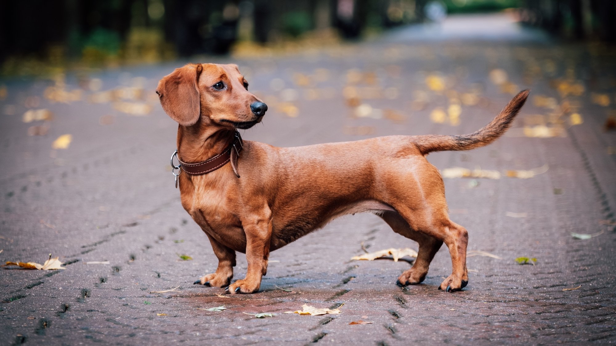 teckel-brun-roux-rue-automne-feuilles-mortes-chien