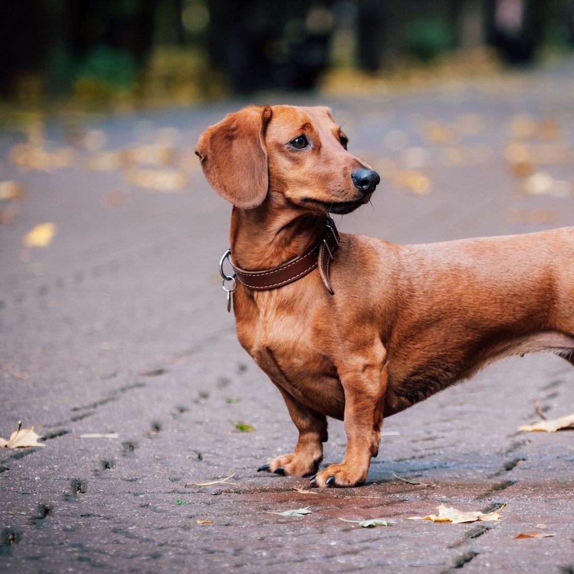 teckel-brun-roux-rue-automne-feuilles-mortes-chien