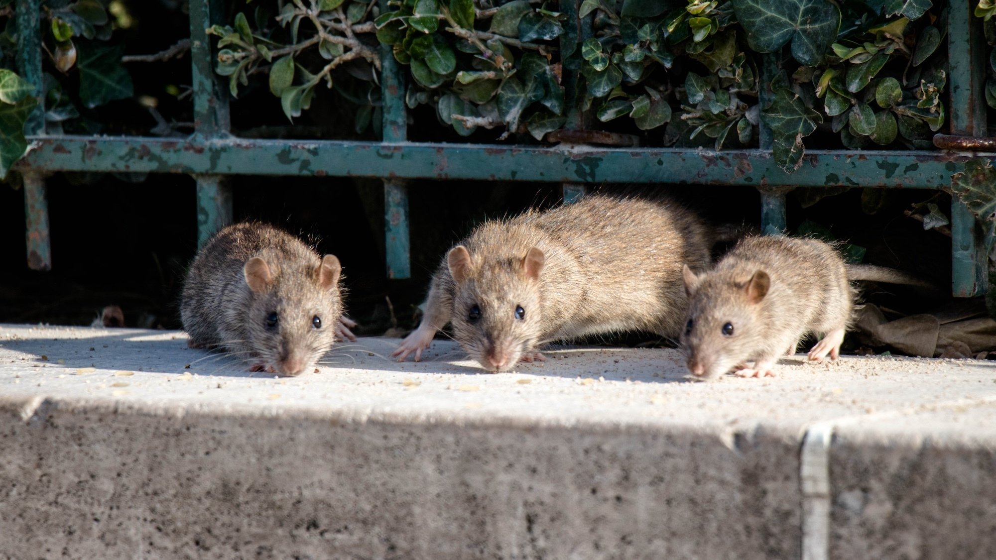 rats-parc-enfants-strasbourg