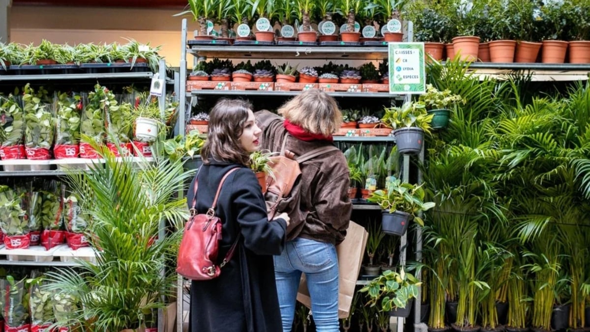 Big plant sale in Dijon: low prices starting at €0.99