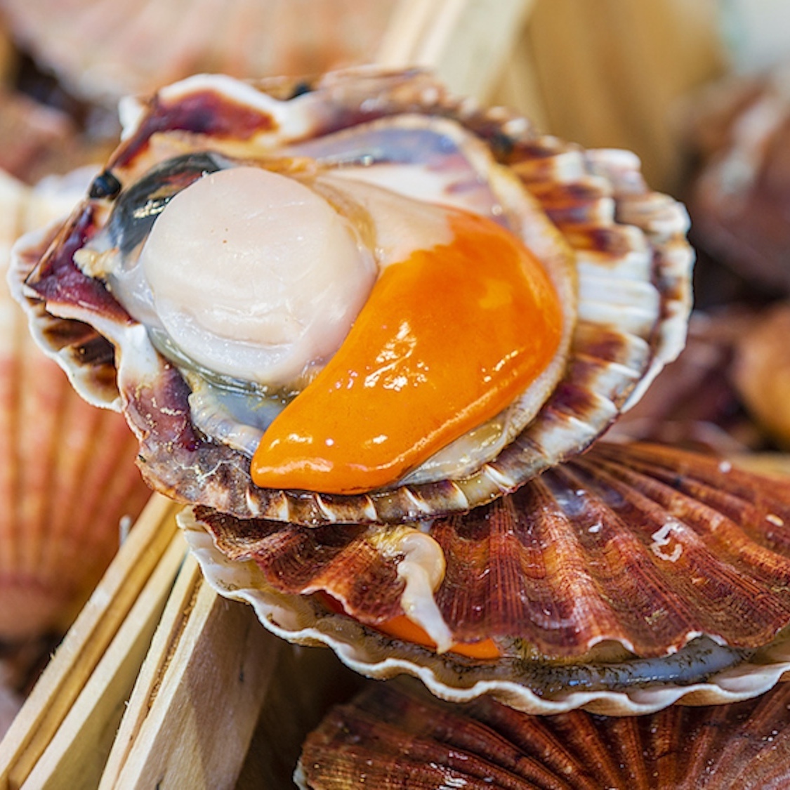 fish-truck-coquilles-saint-jacques-toulouse